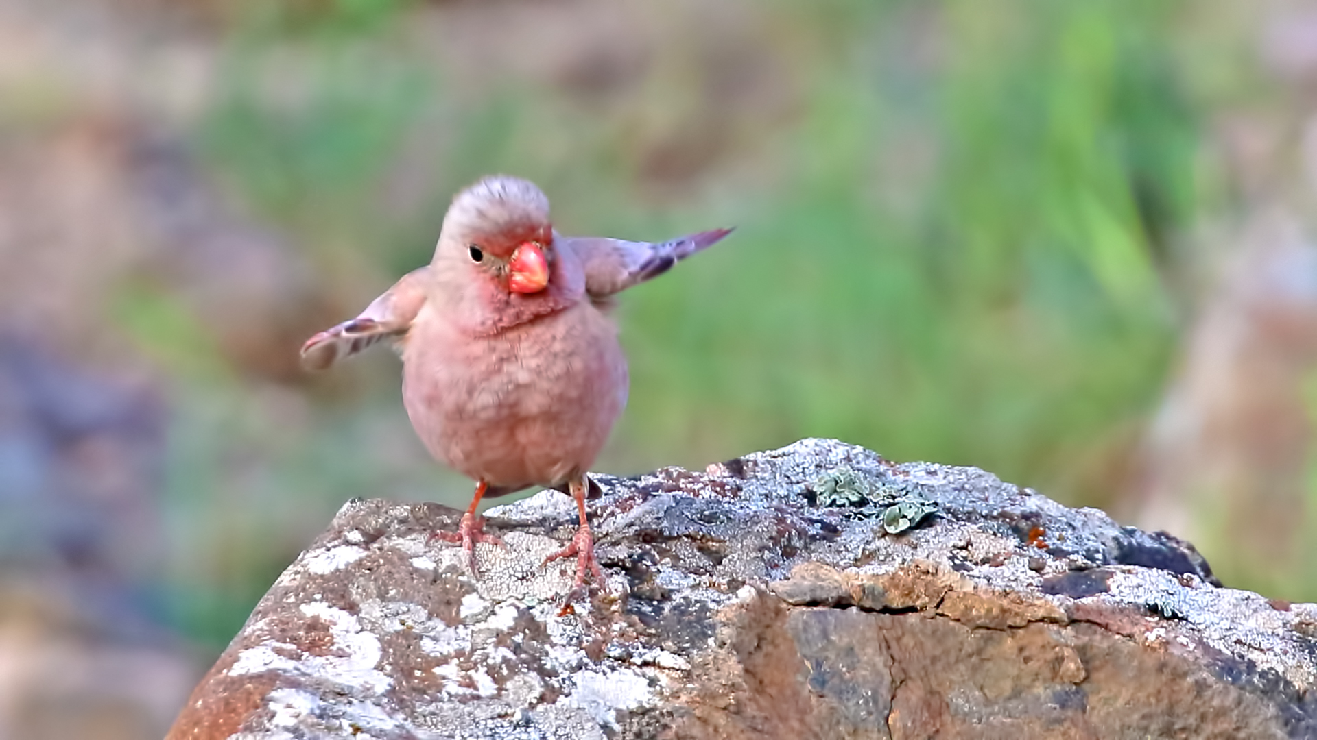 Trumpeter Finch