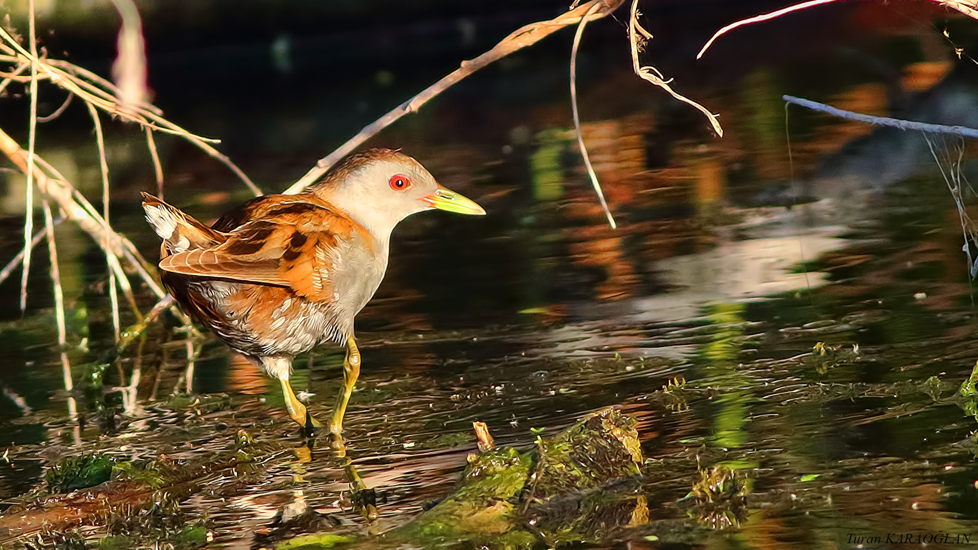 Little Crake