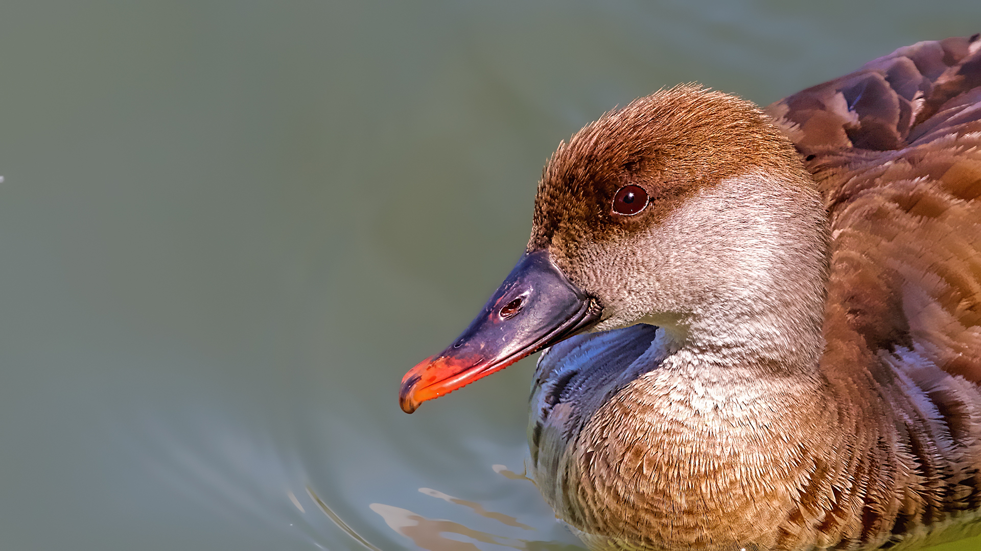 Red-crested Pochard — Ana fotoğraf