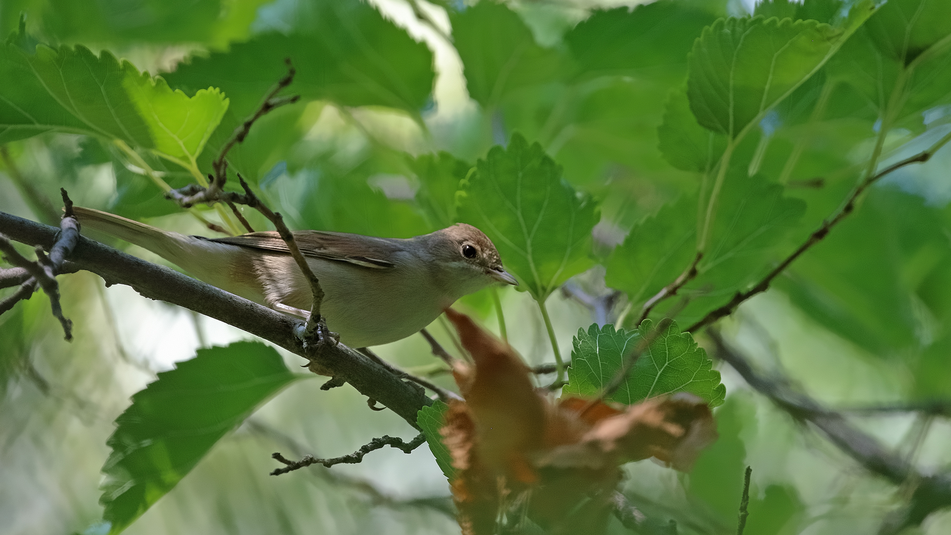 Garden Warbler