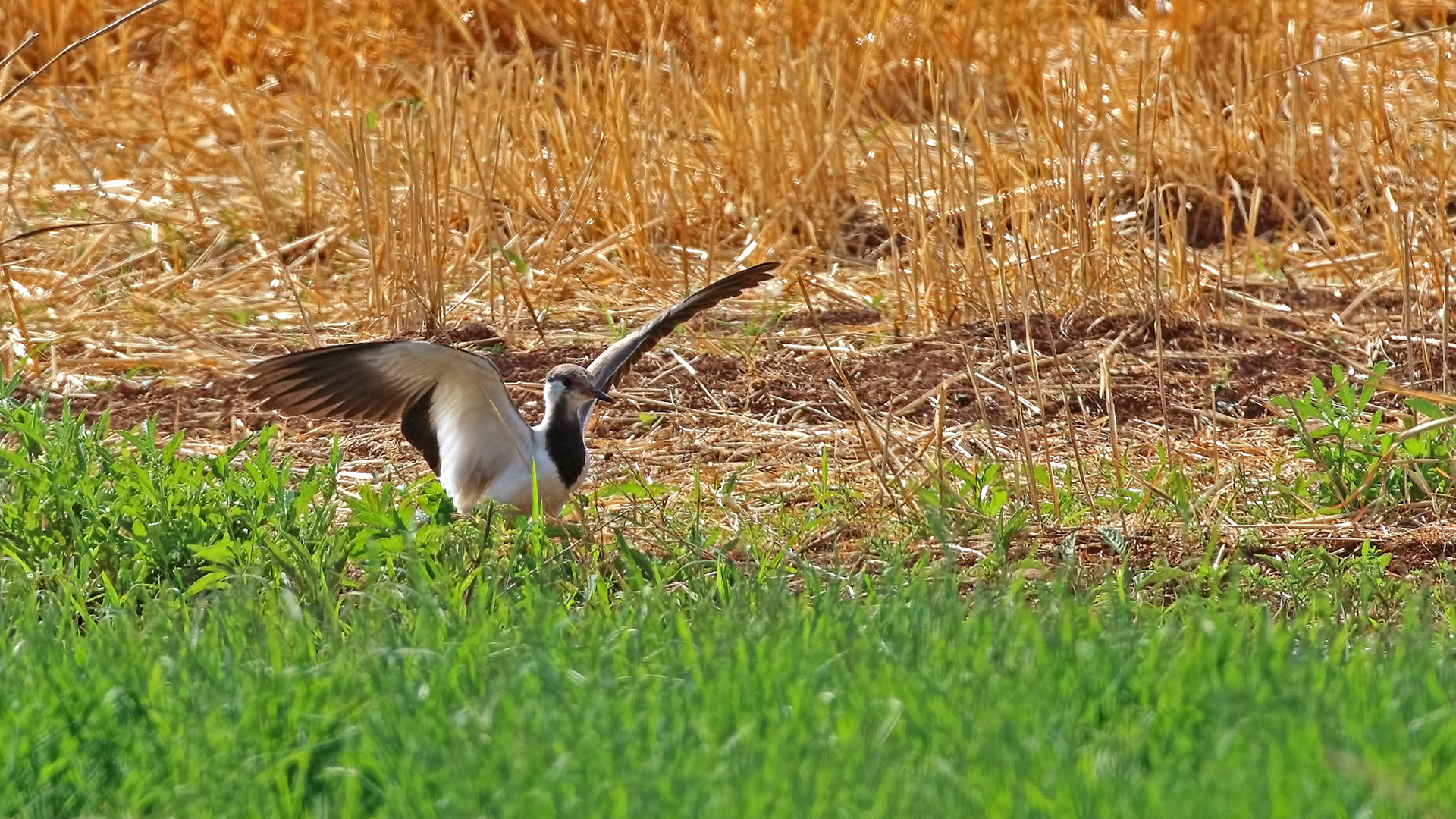 Red-wattled Lapwing