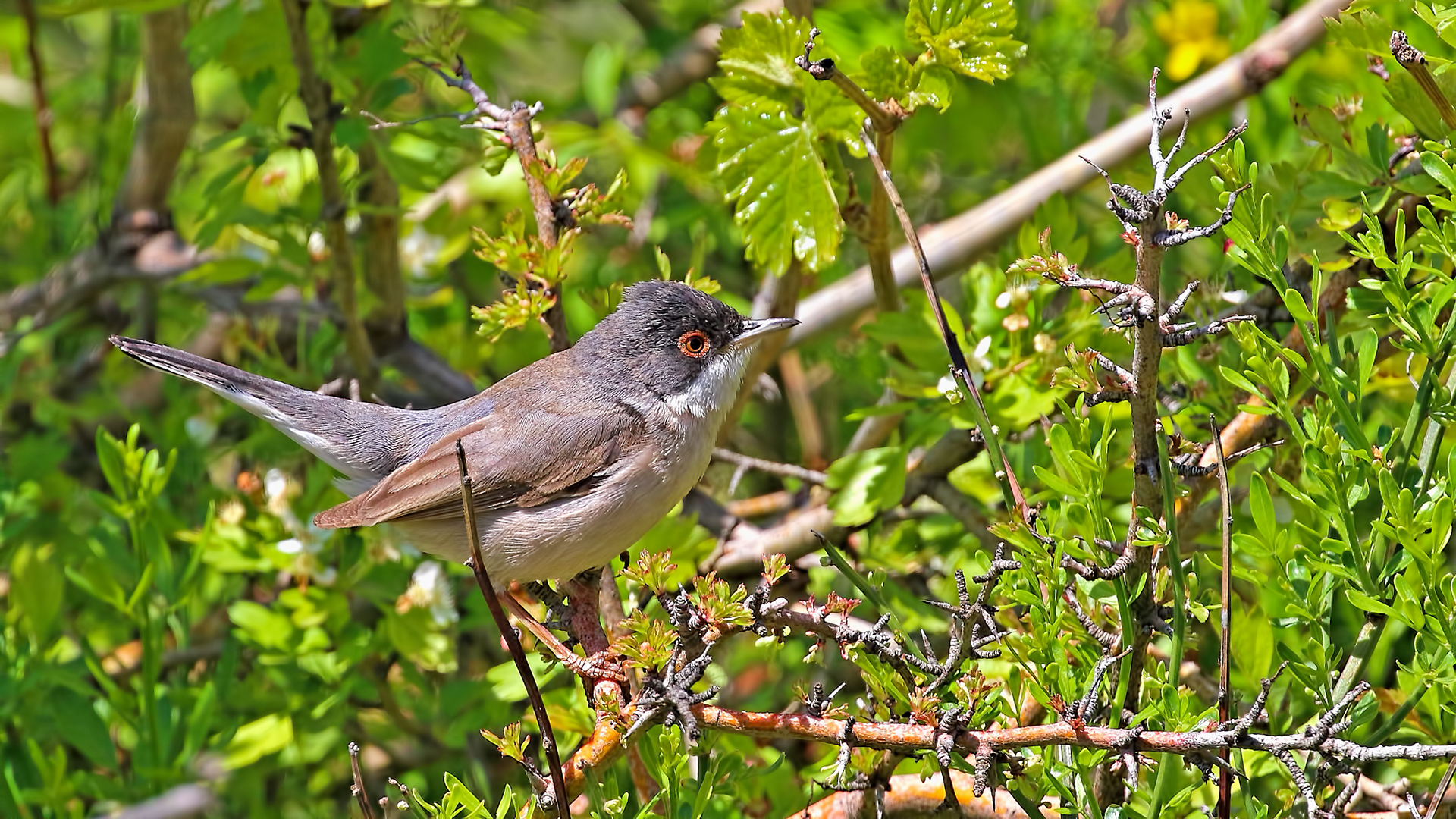 Menetries's Warbler