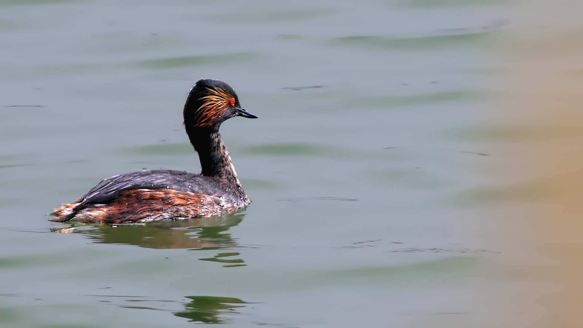 Eared Grebe