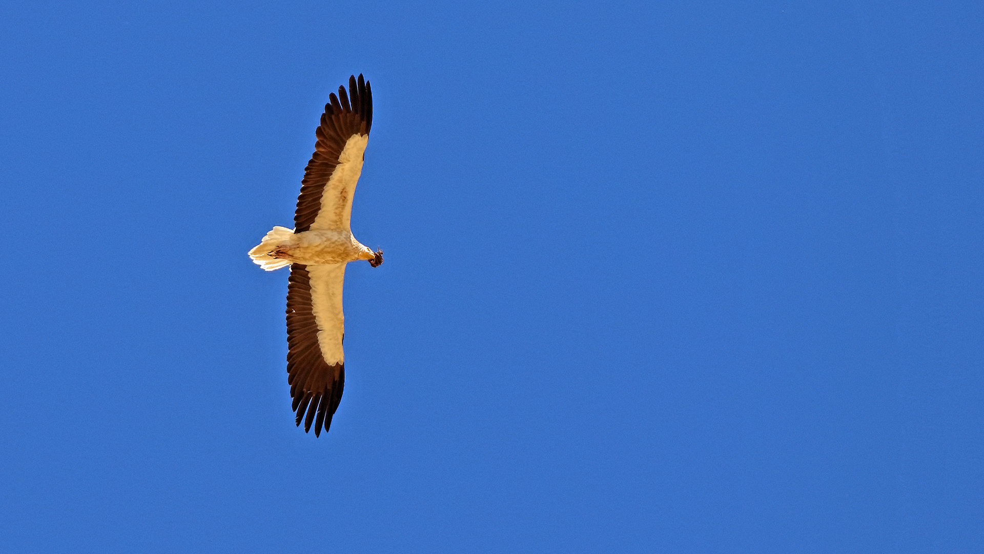 Egyptian Vulture