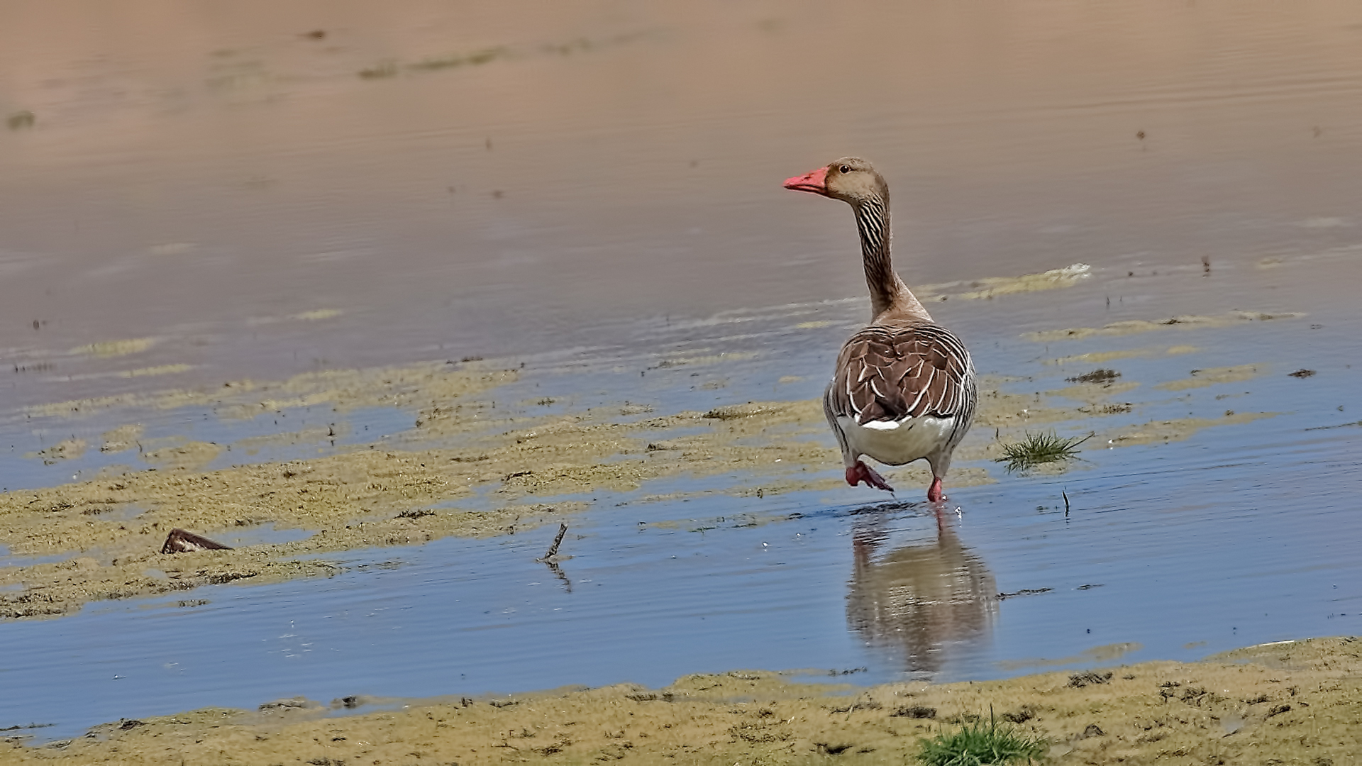 Graylag Goose — Ana fotoğraf