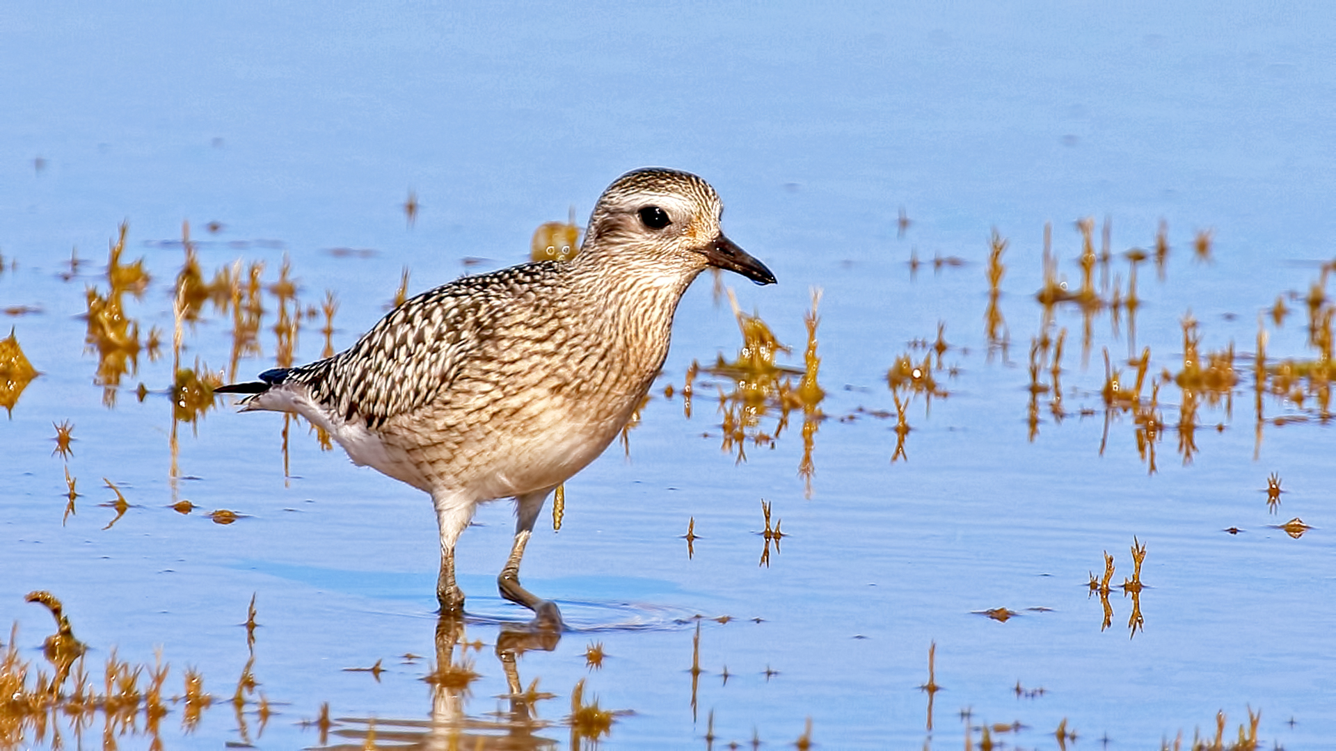 Black-bellied Plover