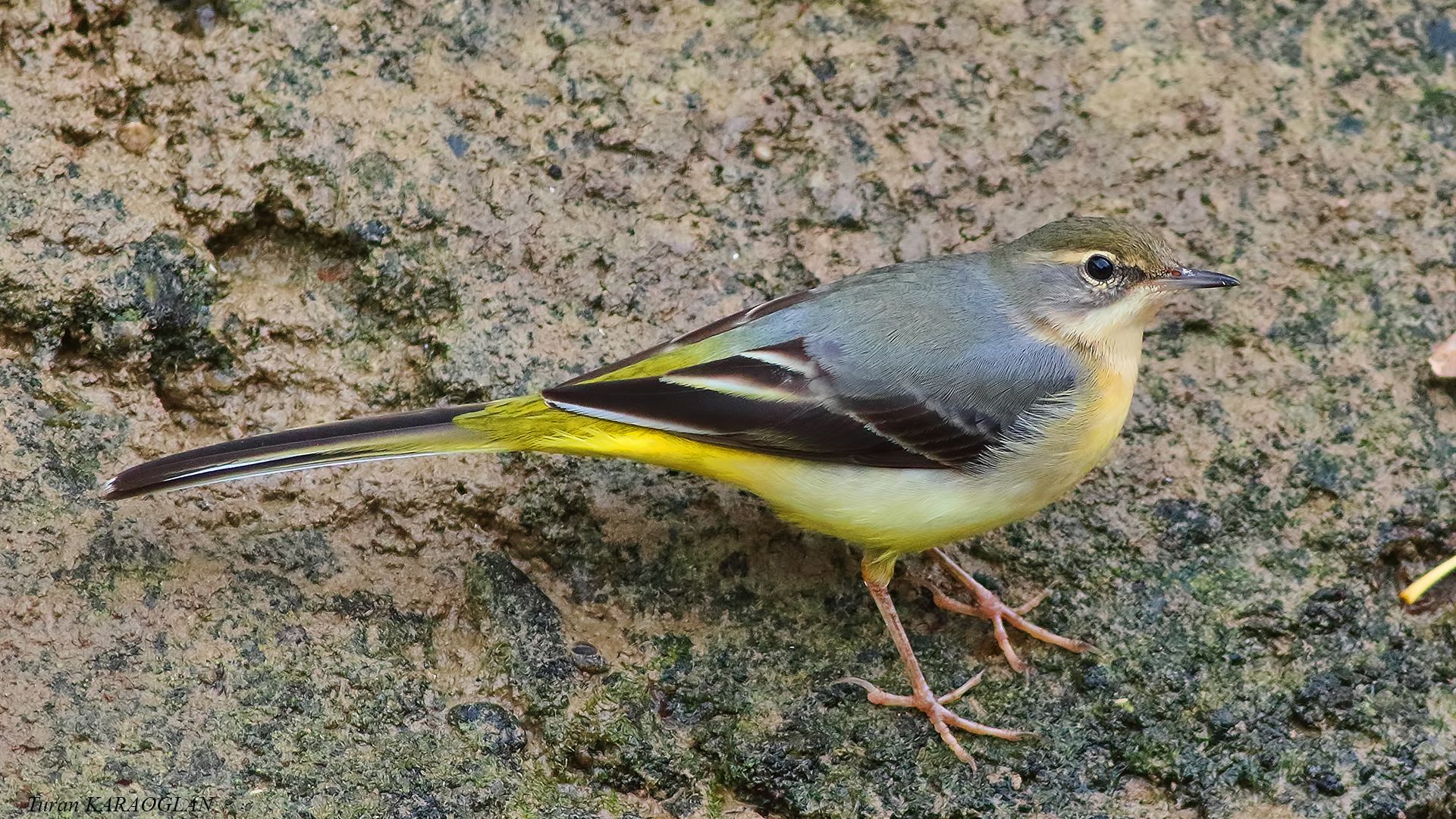 Gray Wagtail — Ana fotoğraf