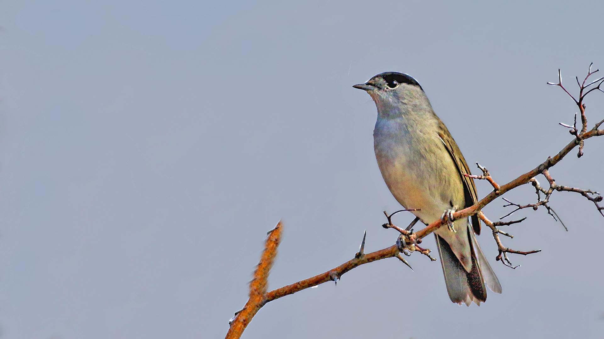 Eurasian Blackcap