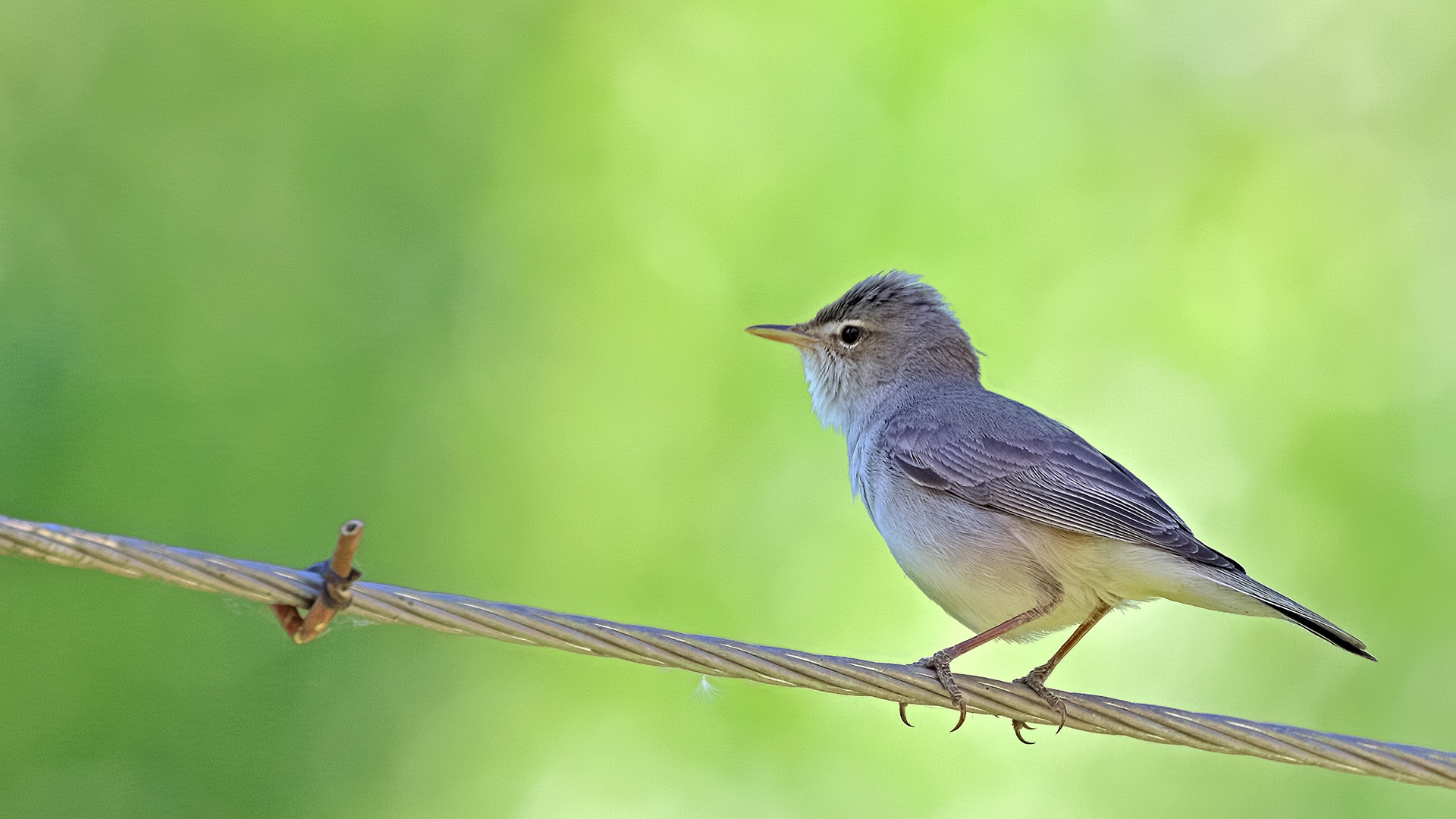 Eastern Olivaceous Warbler