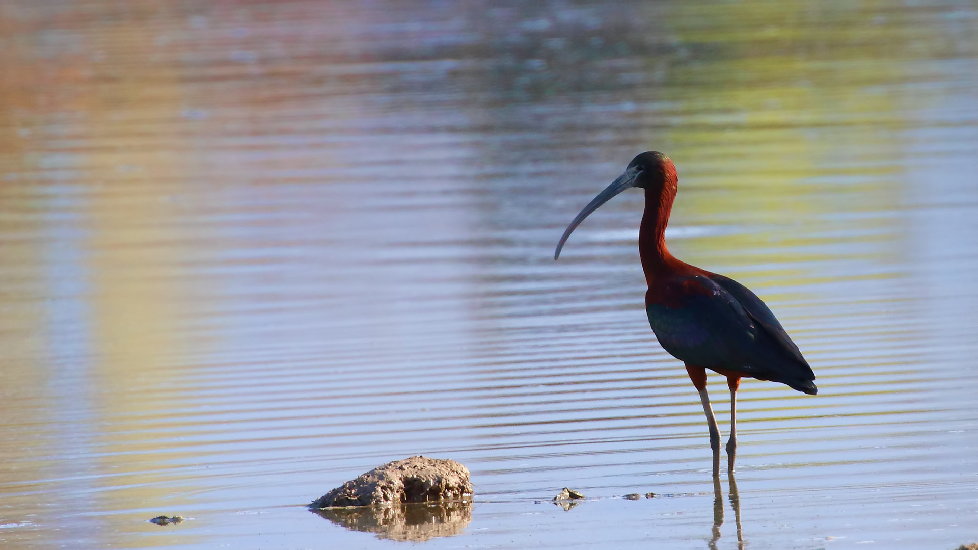 Glossy Ibis — Ana fotoğraf