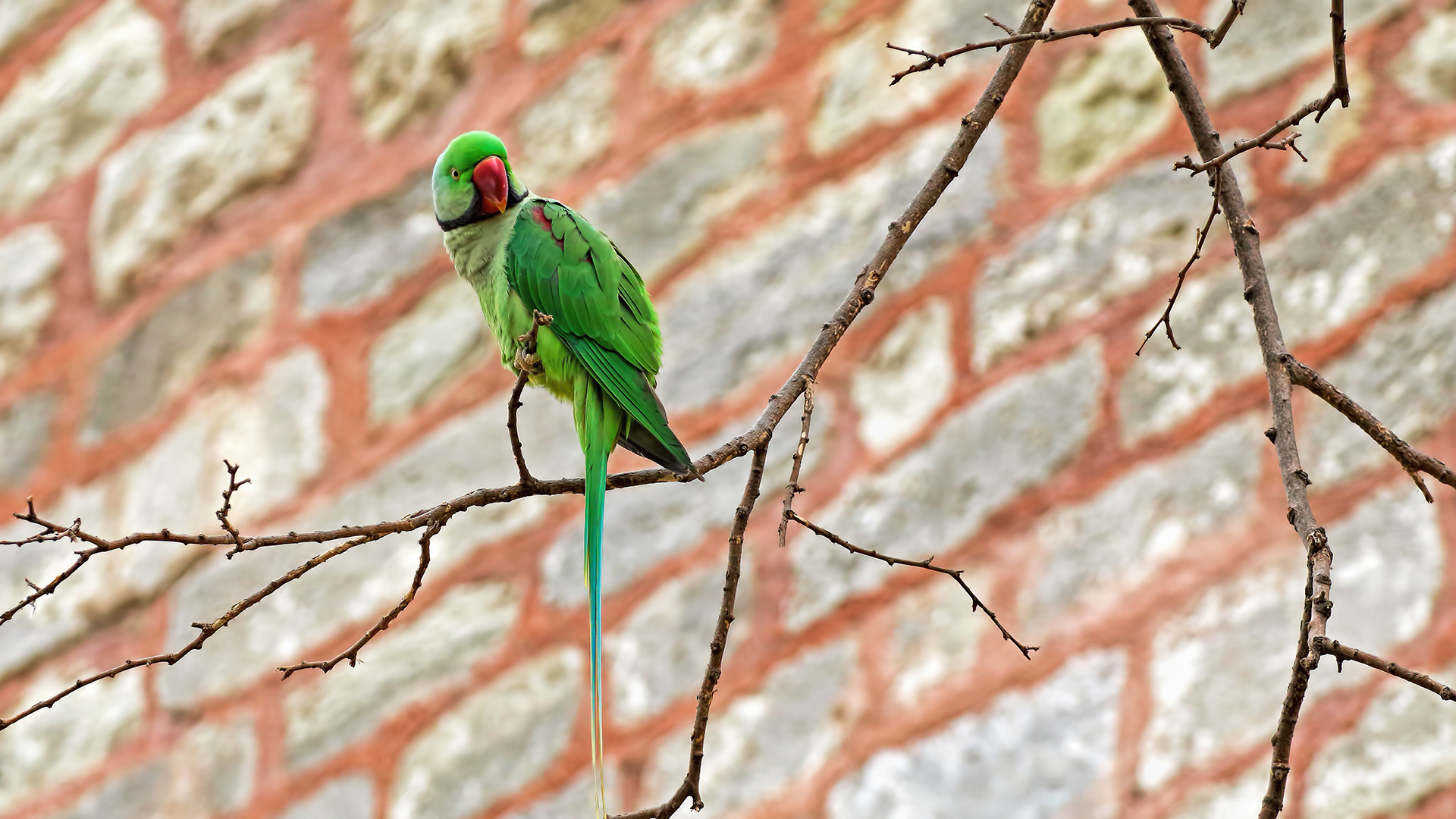 Alexandrine Parakeet