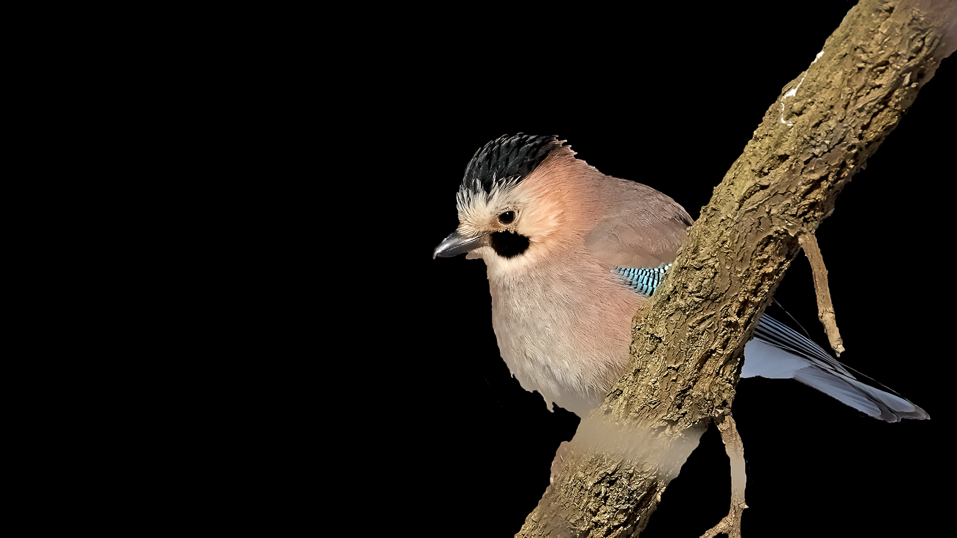 Eurasian Jay