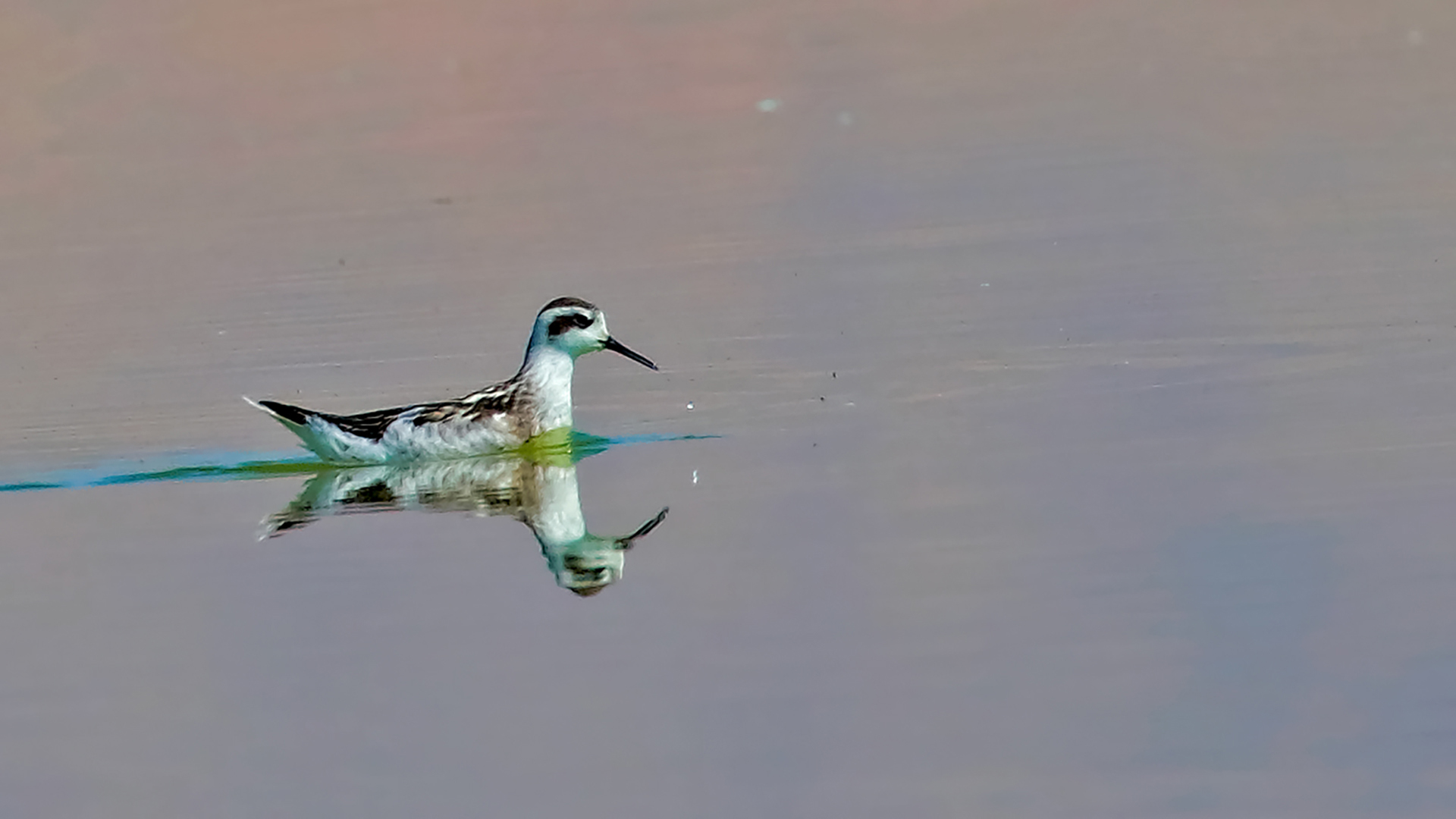 Red-necked Phalarope — Ana fotoğraf