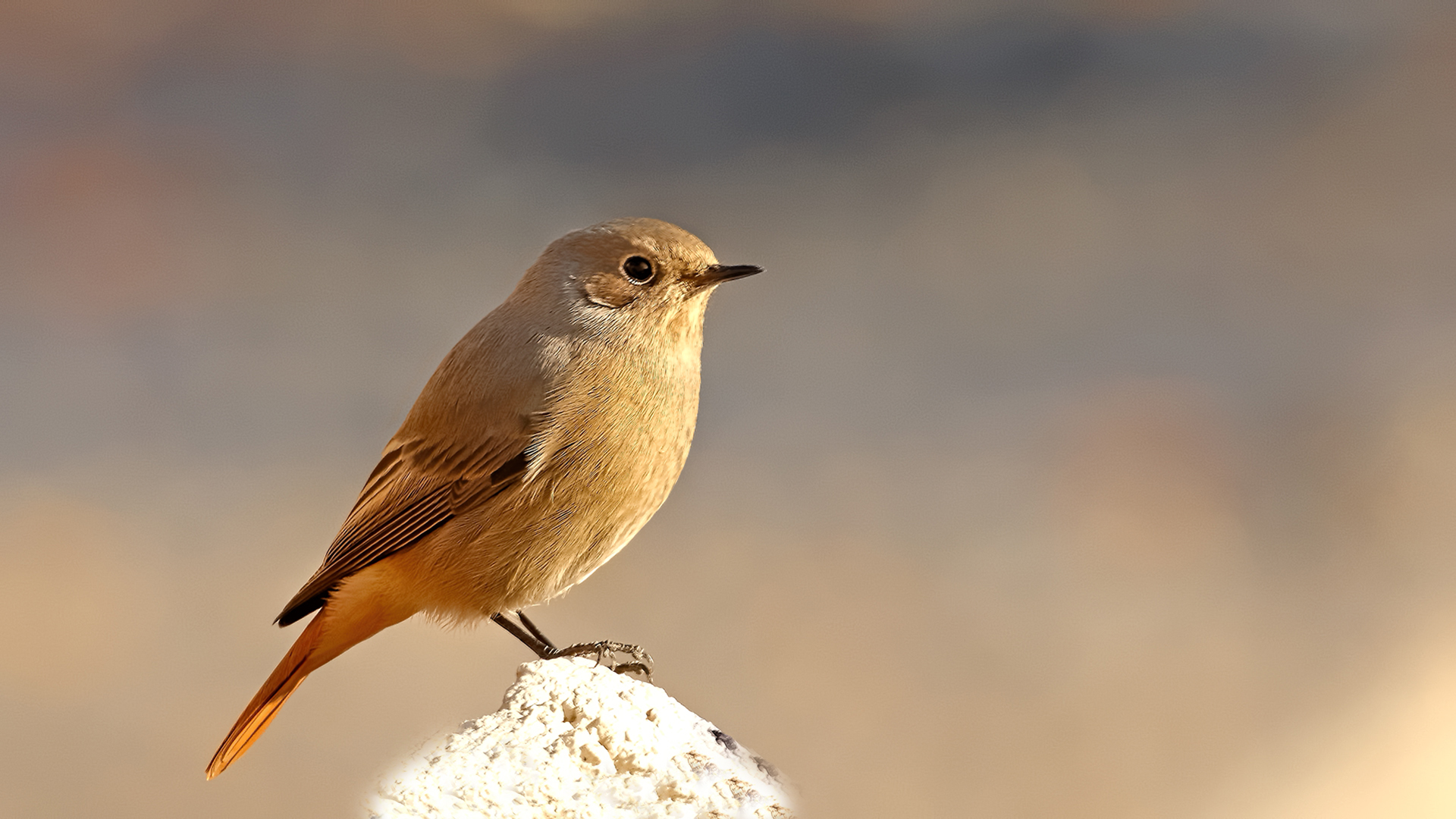 Black Redstart