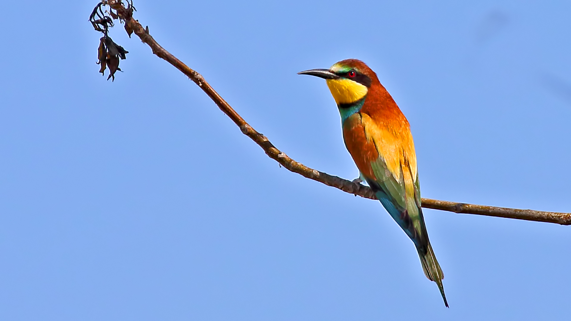 European Bee-eater