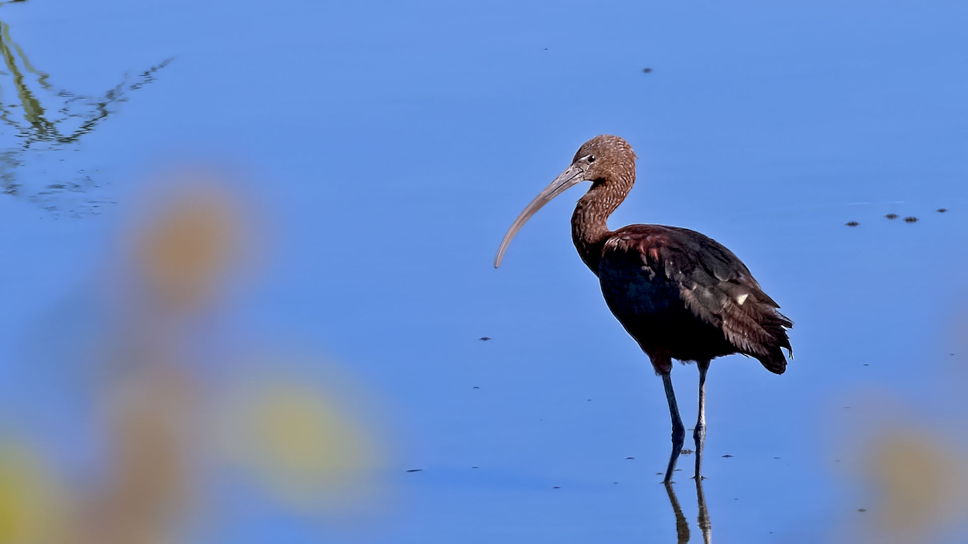 Glossy Ibis