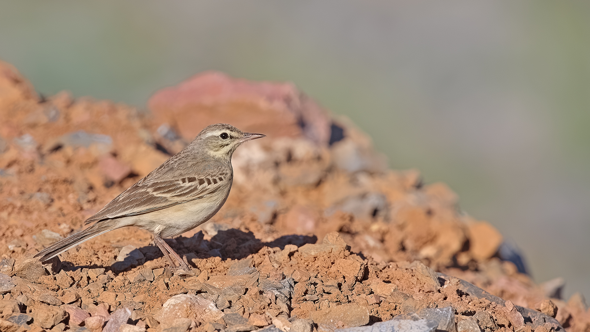 Tawny Pipit