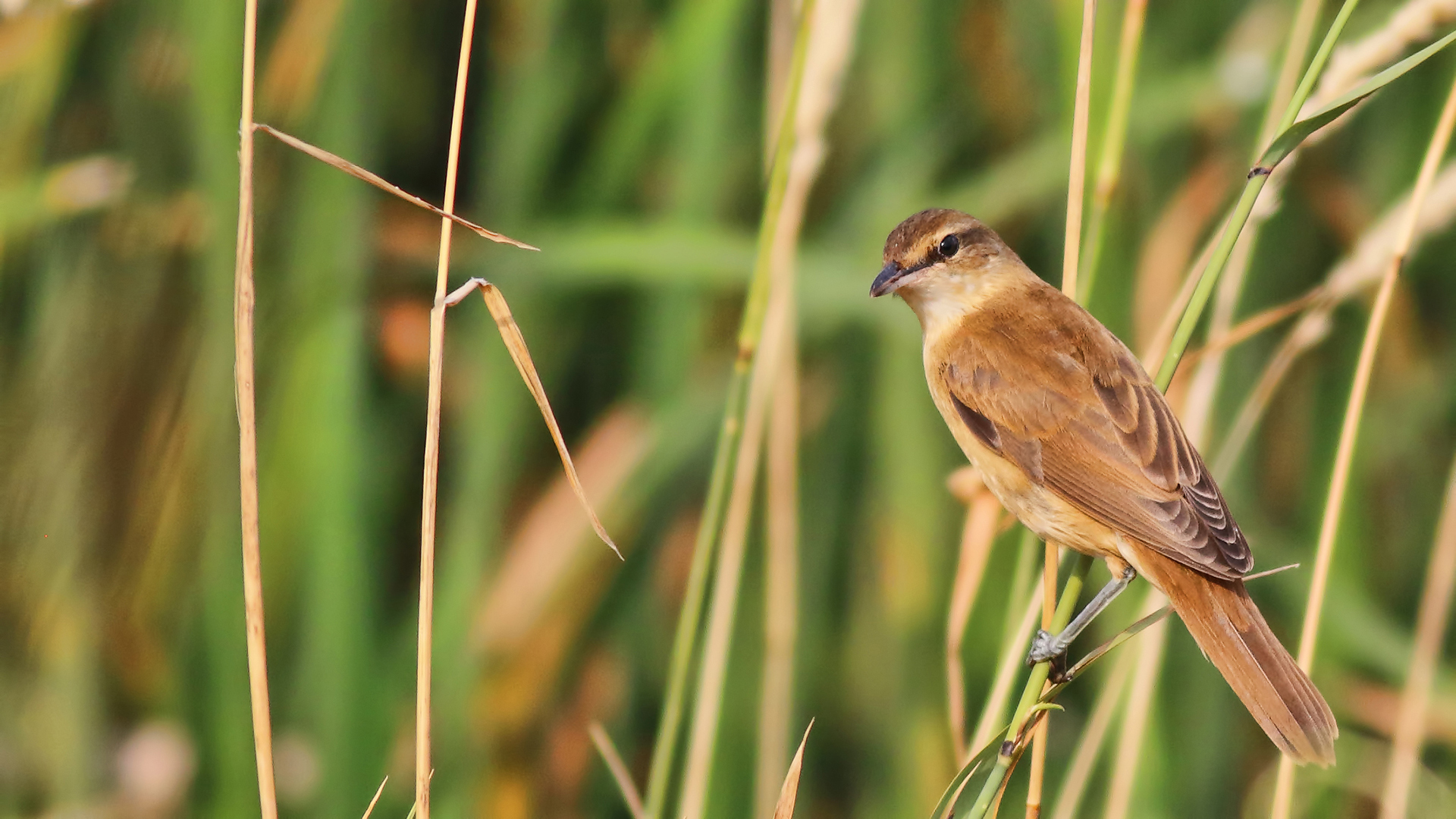 Great Reed Warbler