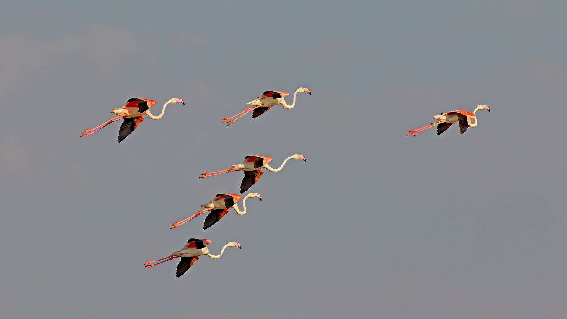Greater Flamingo