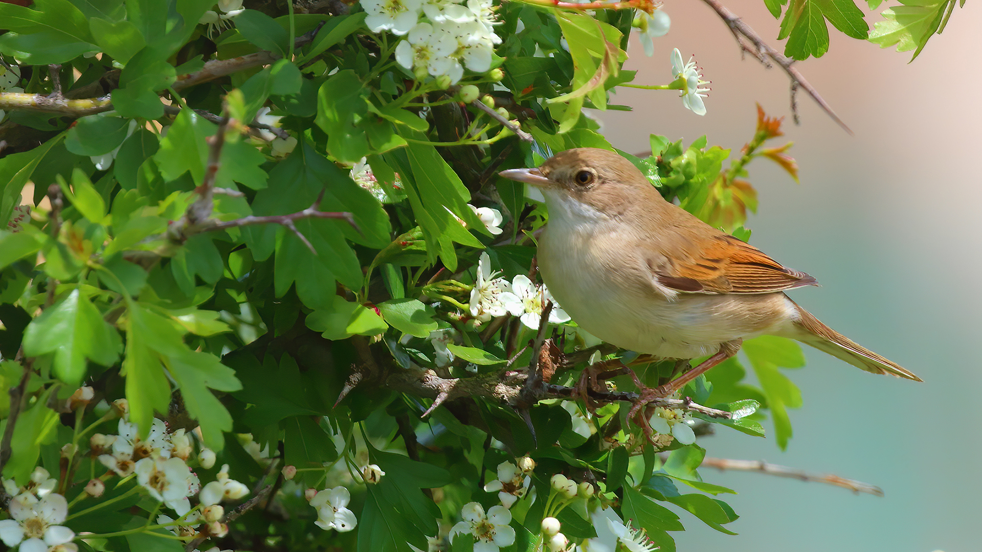 Greater Whitethroat — Ana fotoğraf