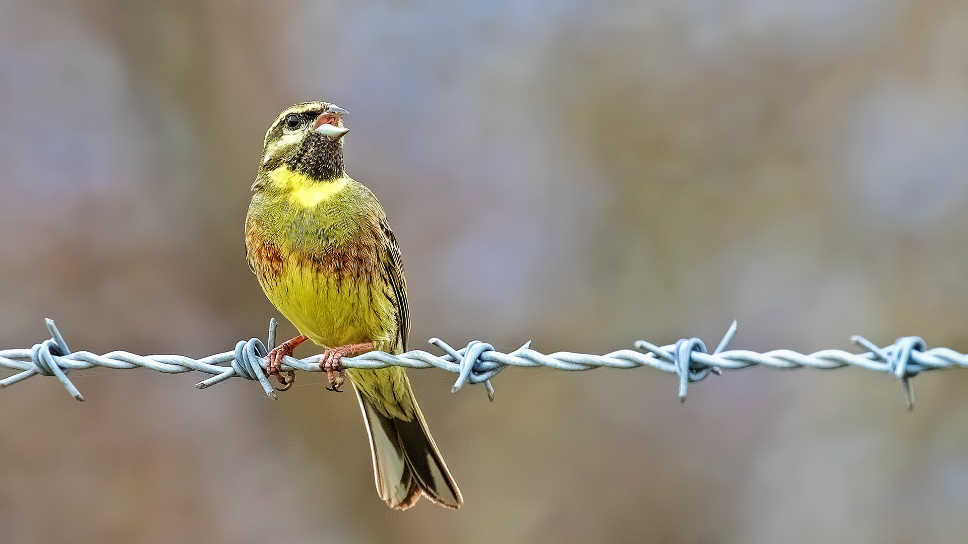 Cirl Bunting — Ana fotoğraf