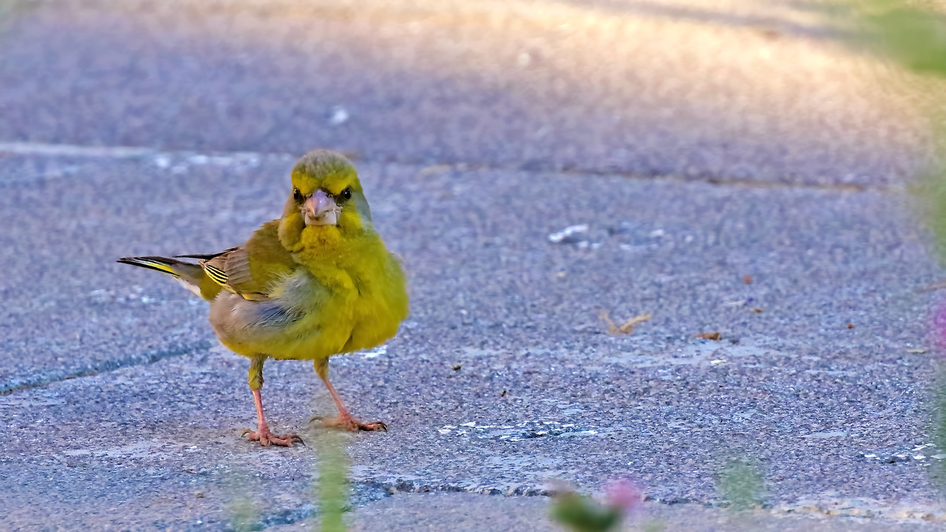 European Greenfinch