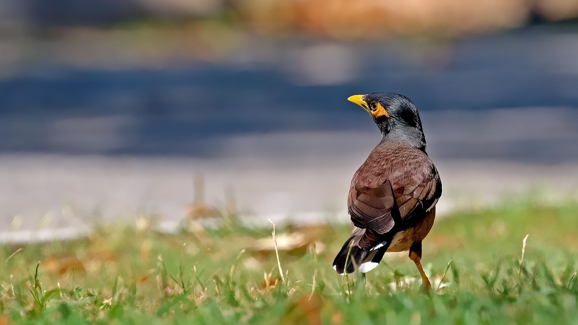 Common Myna