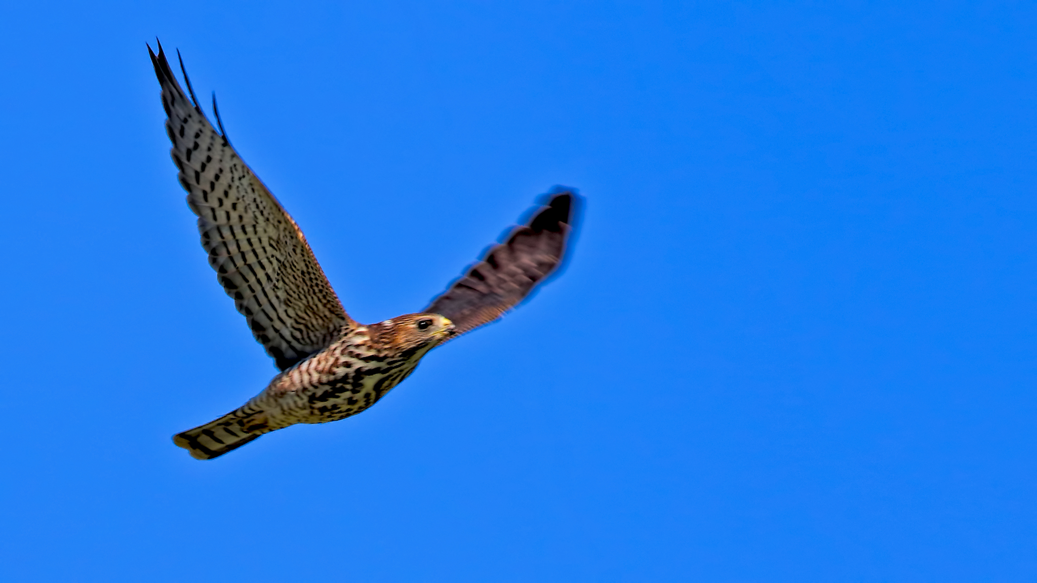 Eurasian Sparrowhawk