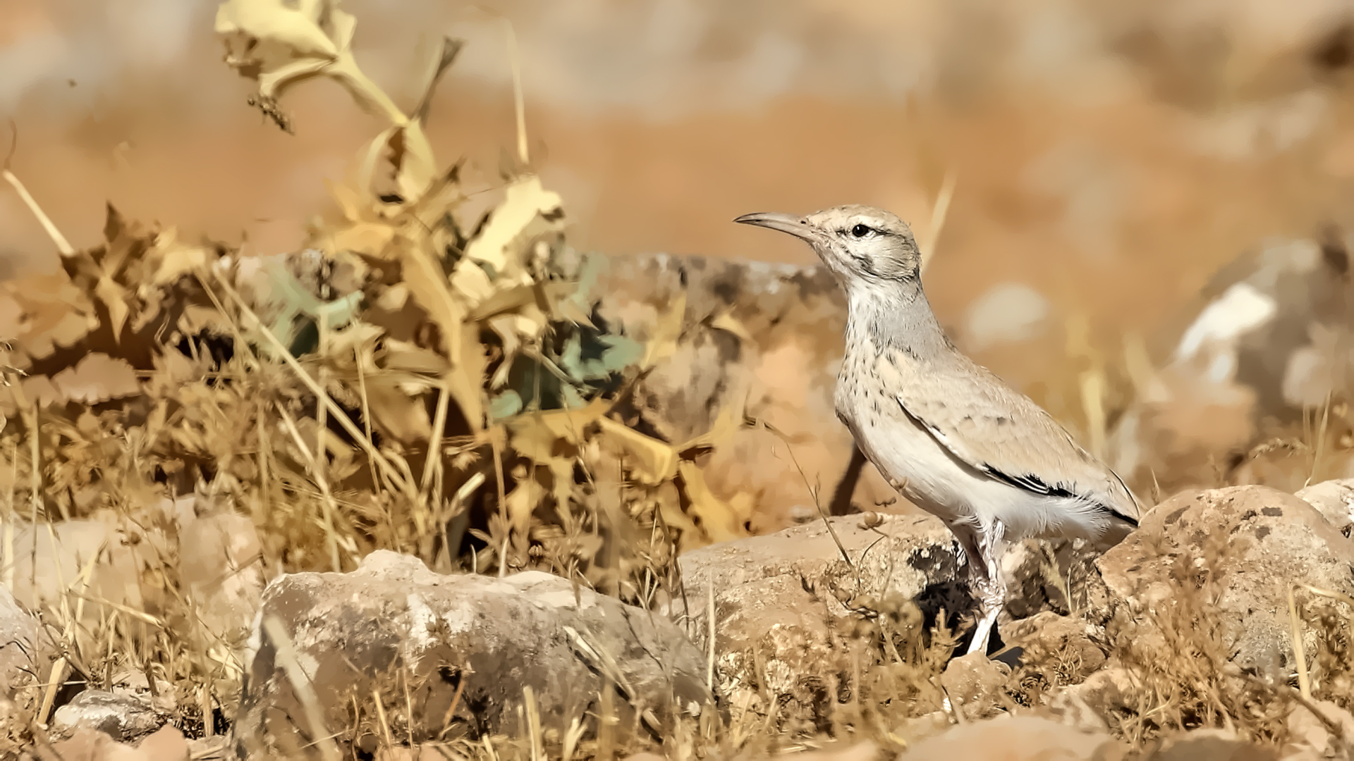 Greater Hoopoe-Lark
