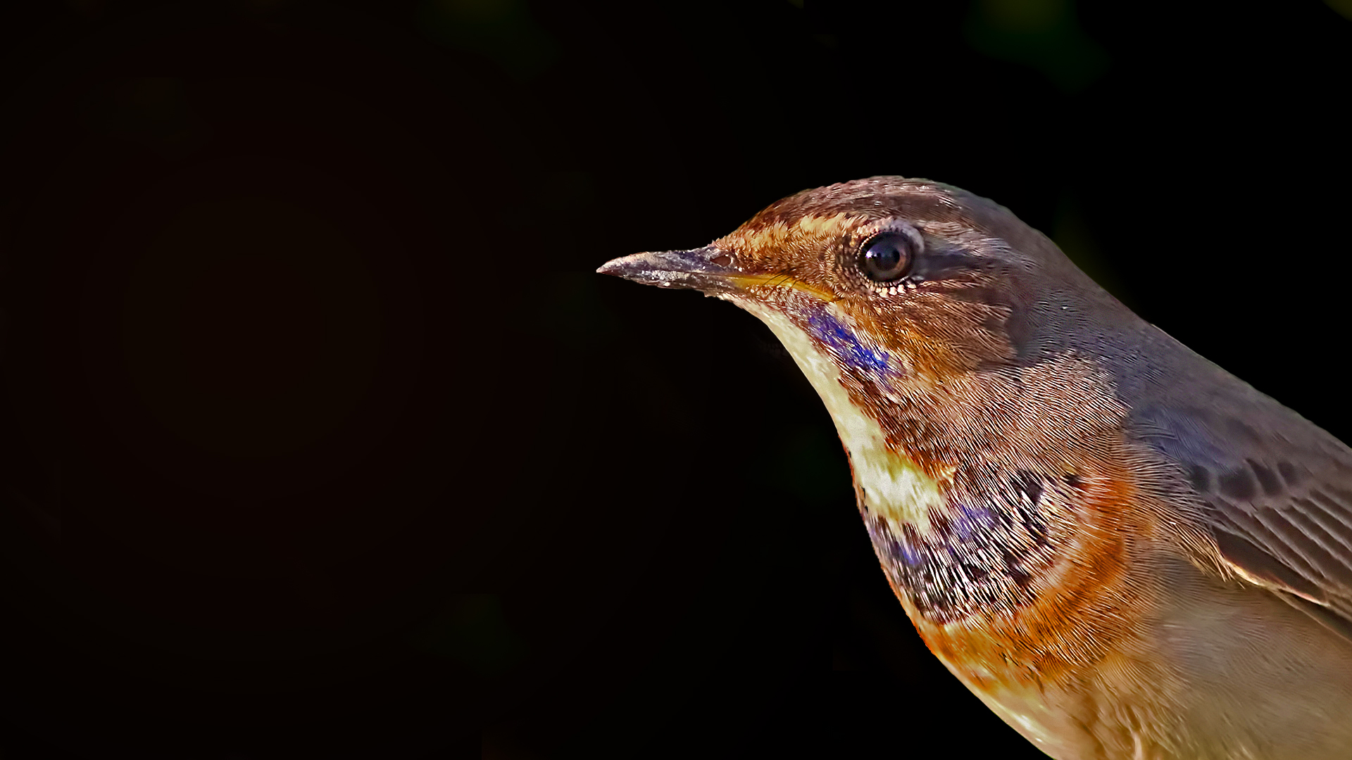 Bluethroat — Ana fotoğraf