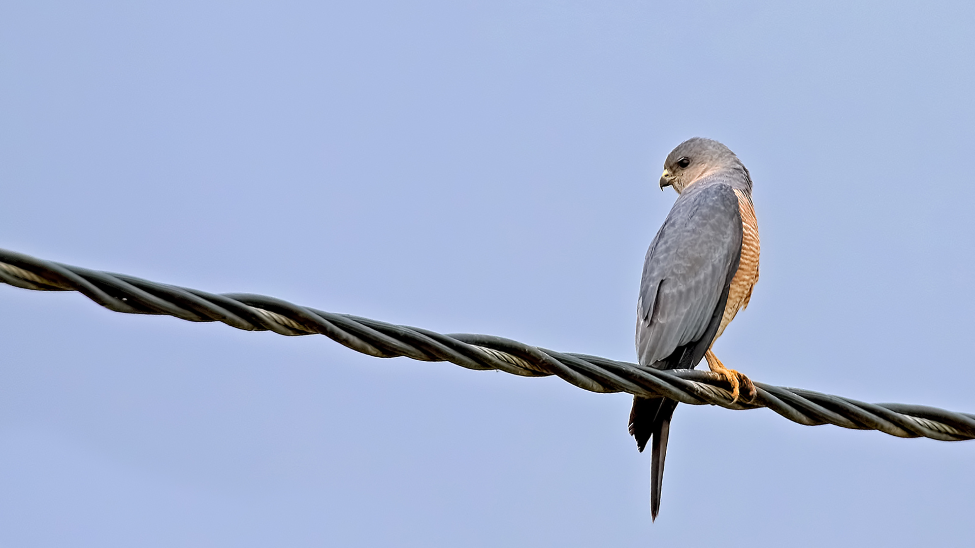 Levant Sparrowhawk