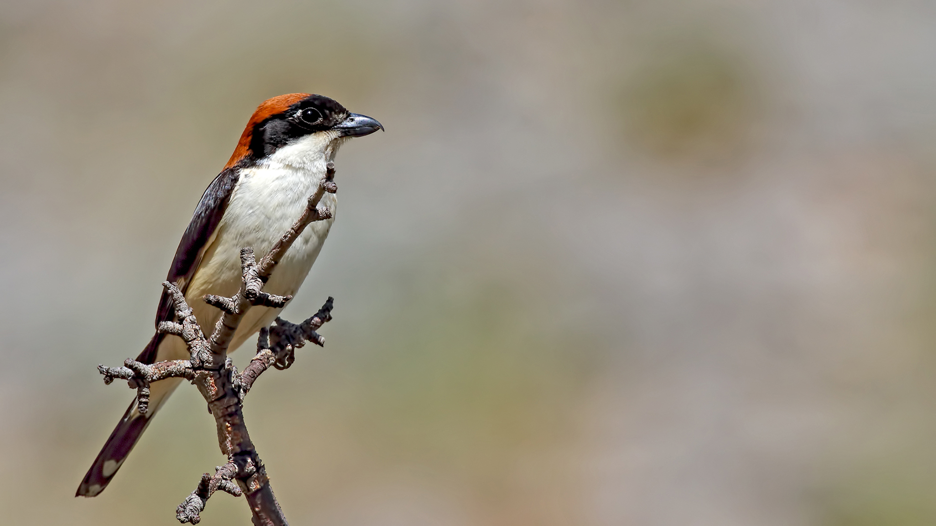 Woodchat Shrike