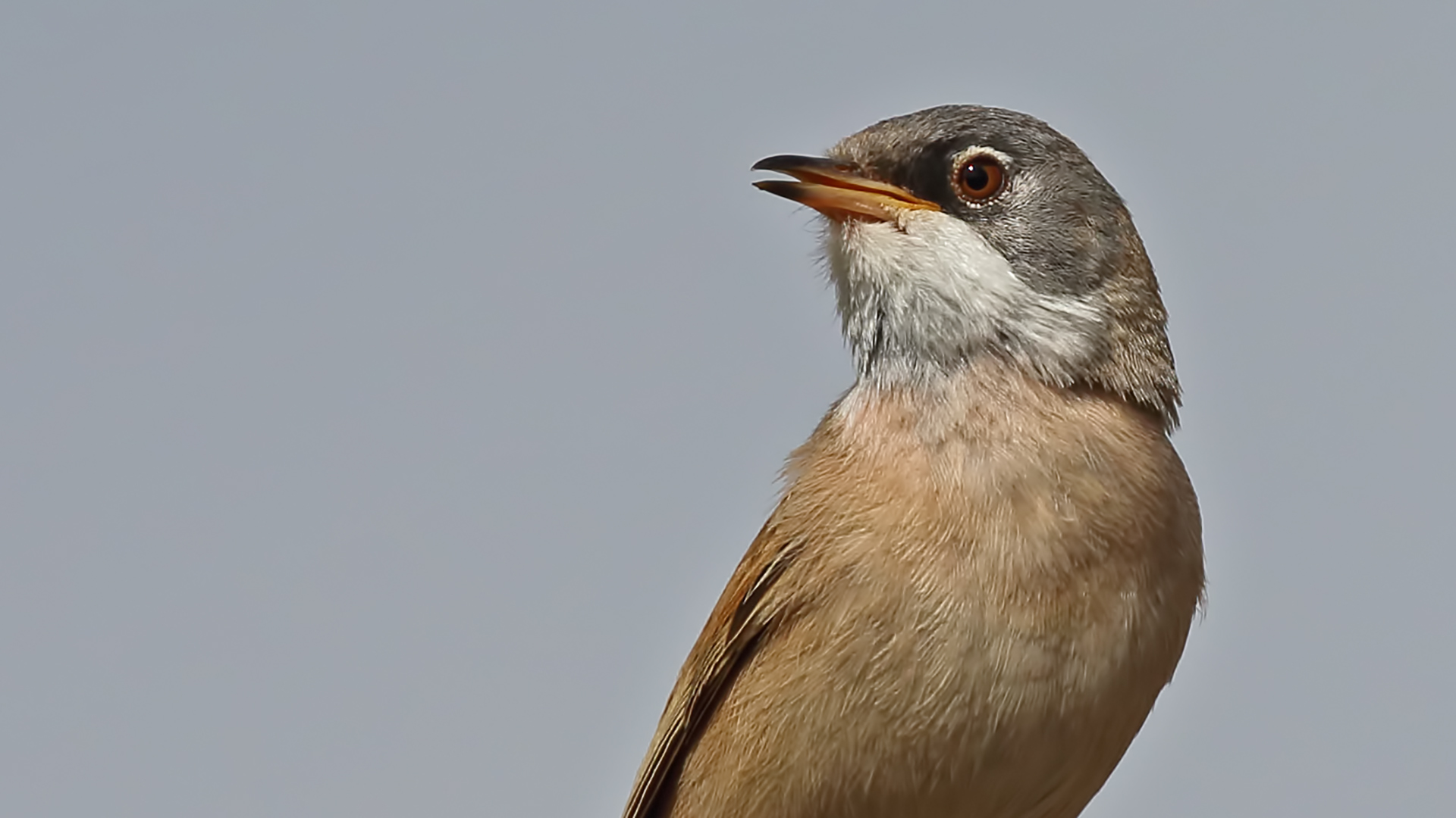 Spectacled Warbler