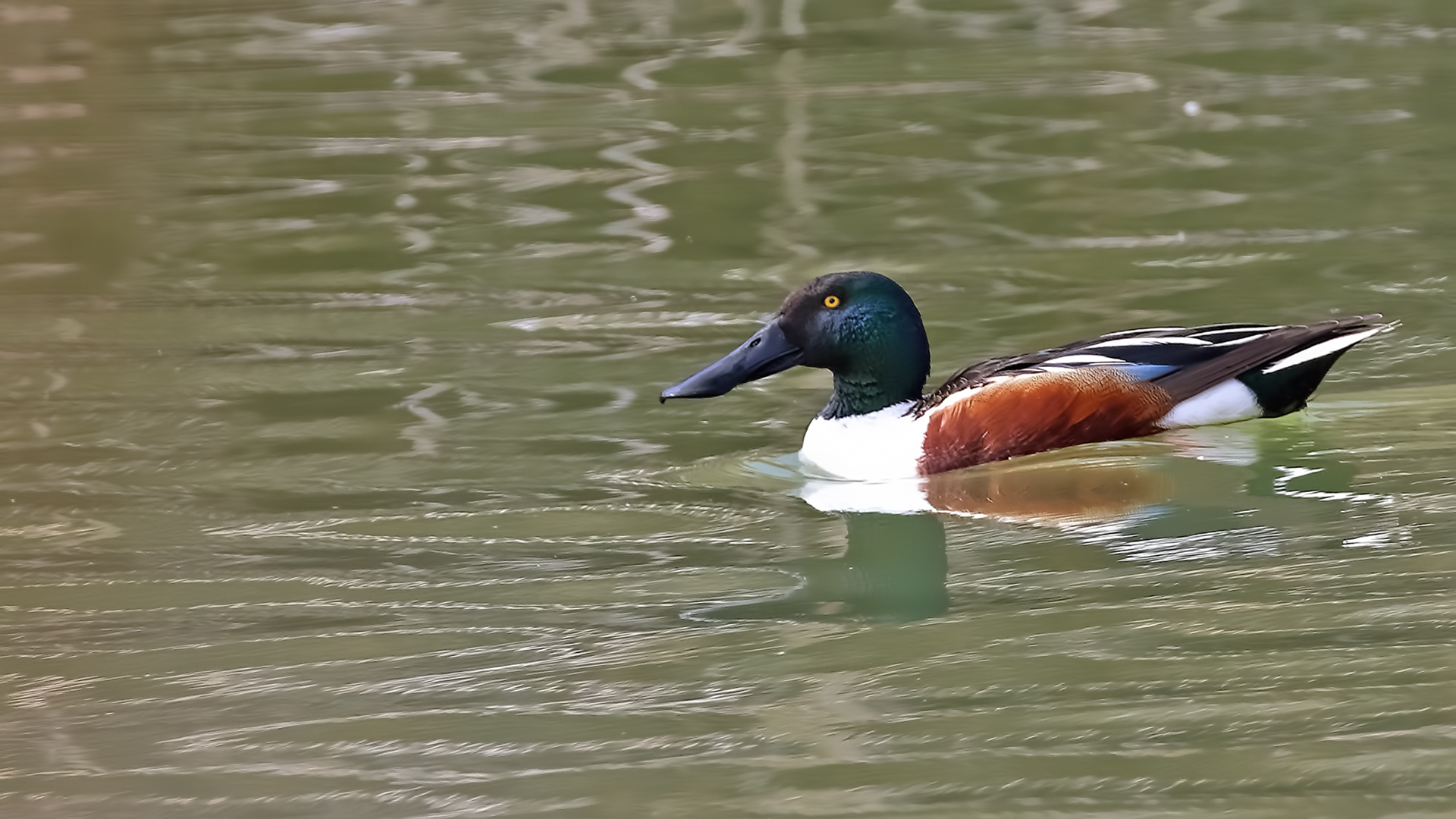 Northern Shoveler — Ana fotoğraf