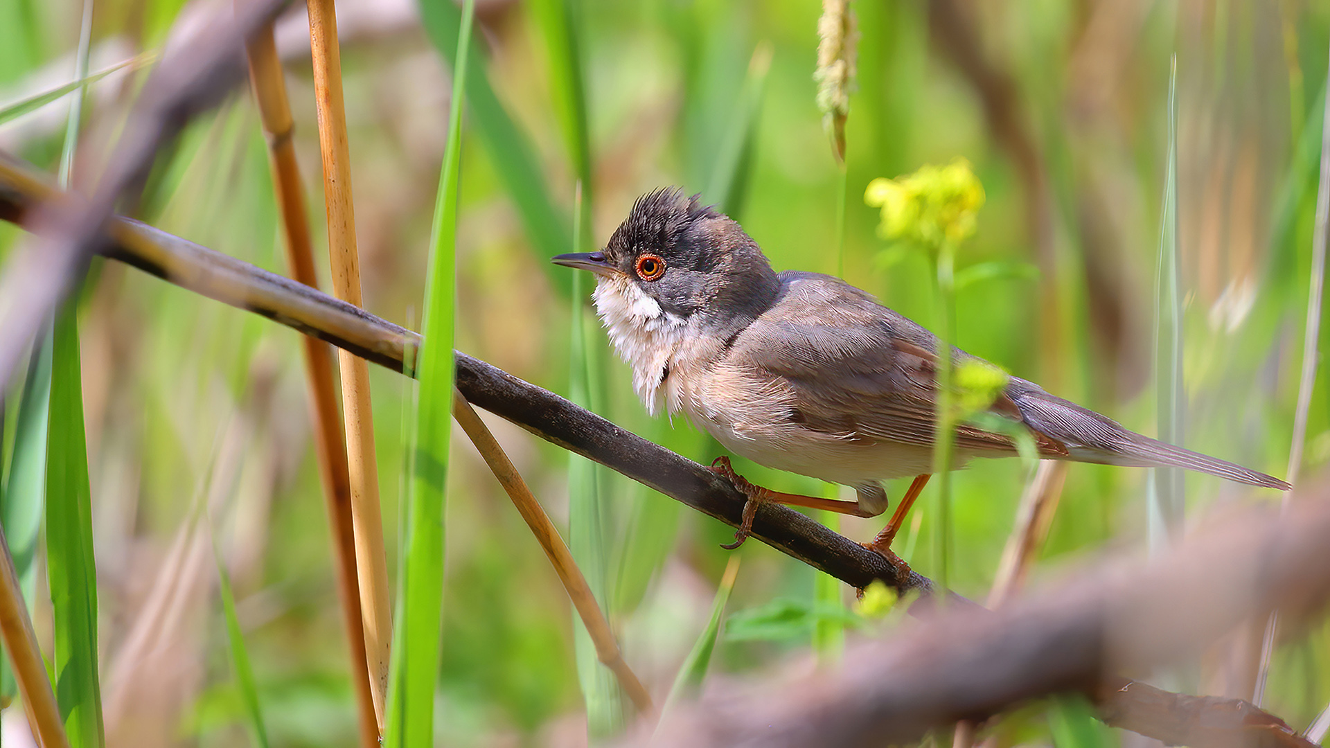Menetries's Warbler — Ana fotoğraf