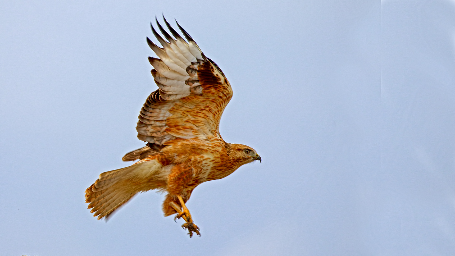 Long-legged Buzzard — Ana fotoğraf