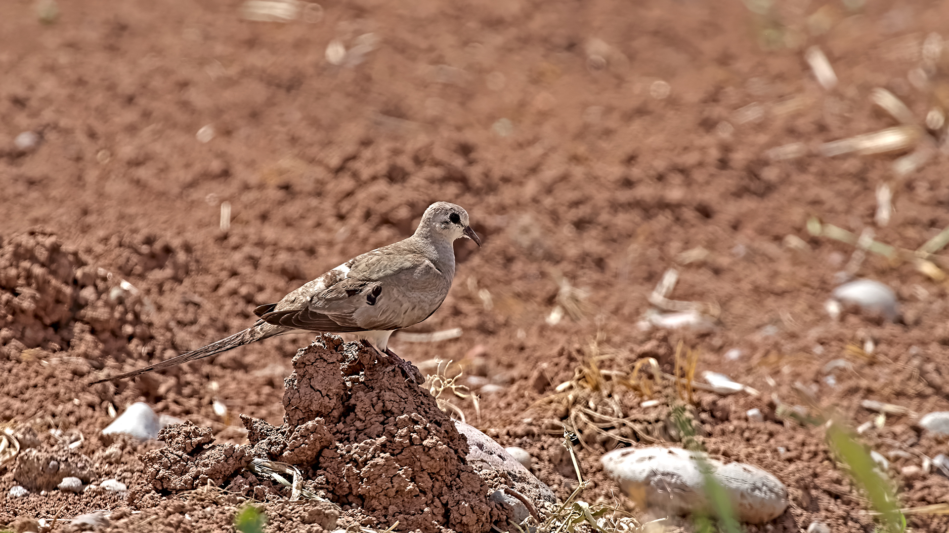 Namaqua Dove — Ana fotoğraf