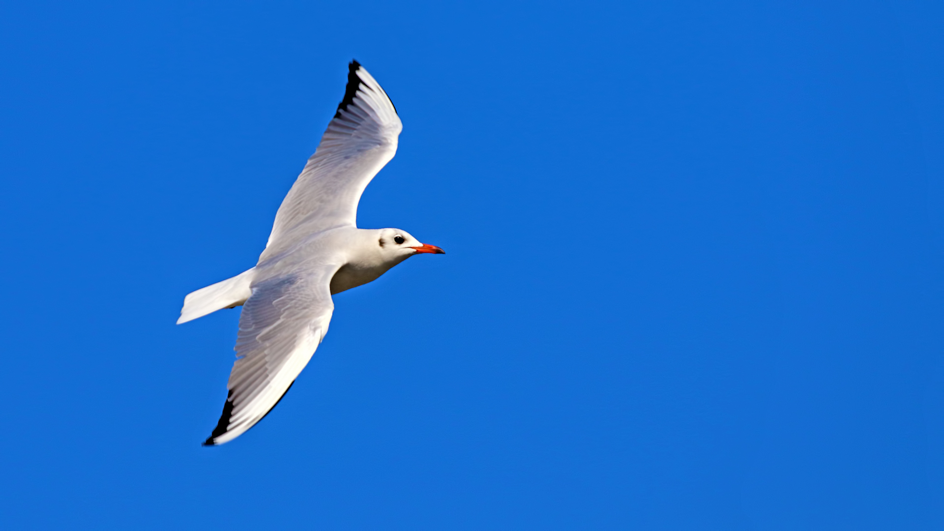 Black-headed Gull — Ana fotoğraf