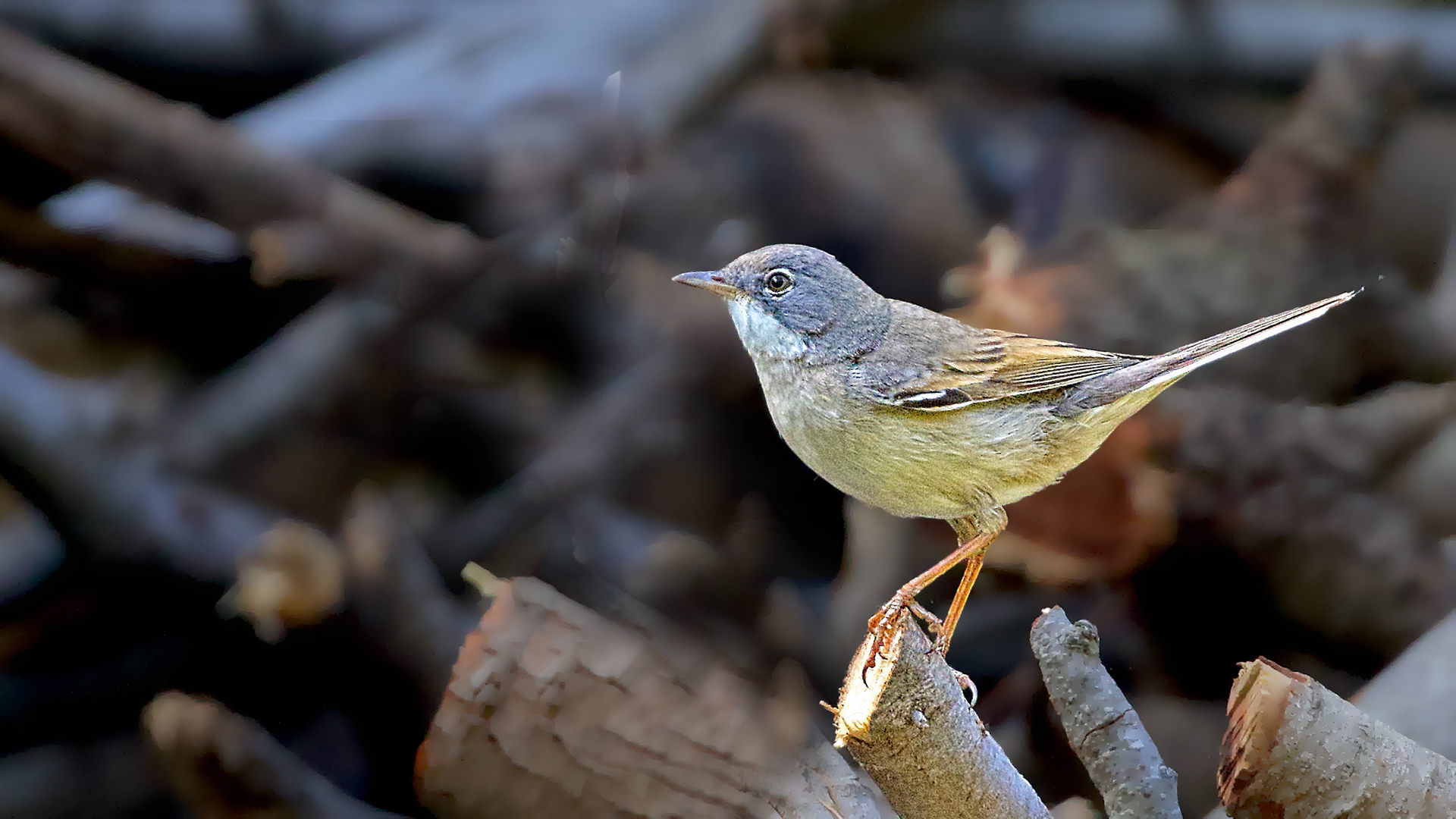 Greater Whitethroat