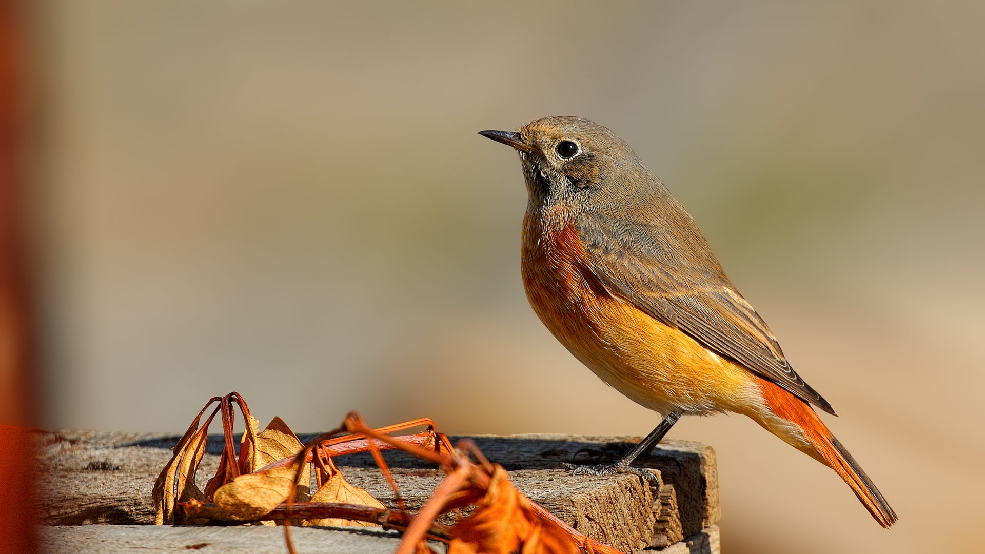 Common Redstart