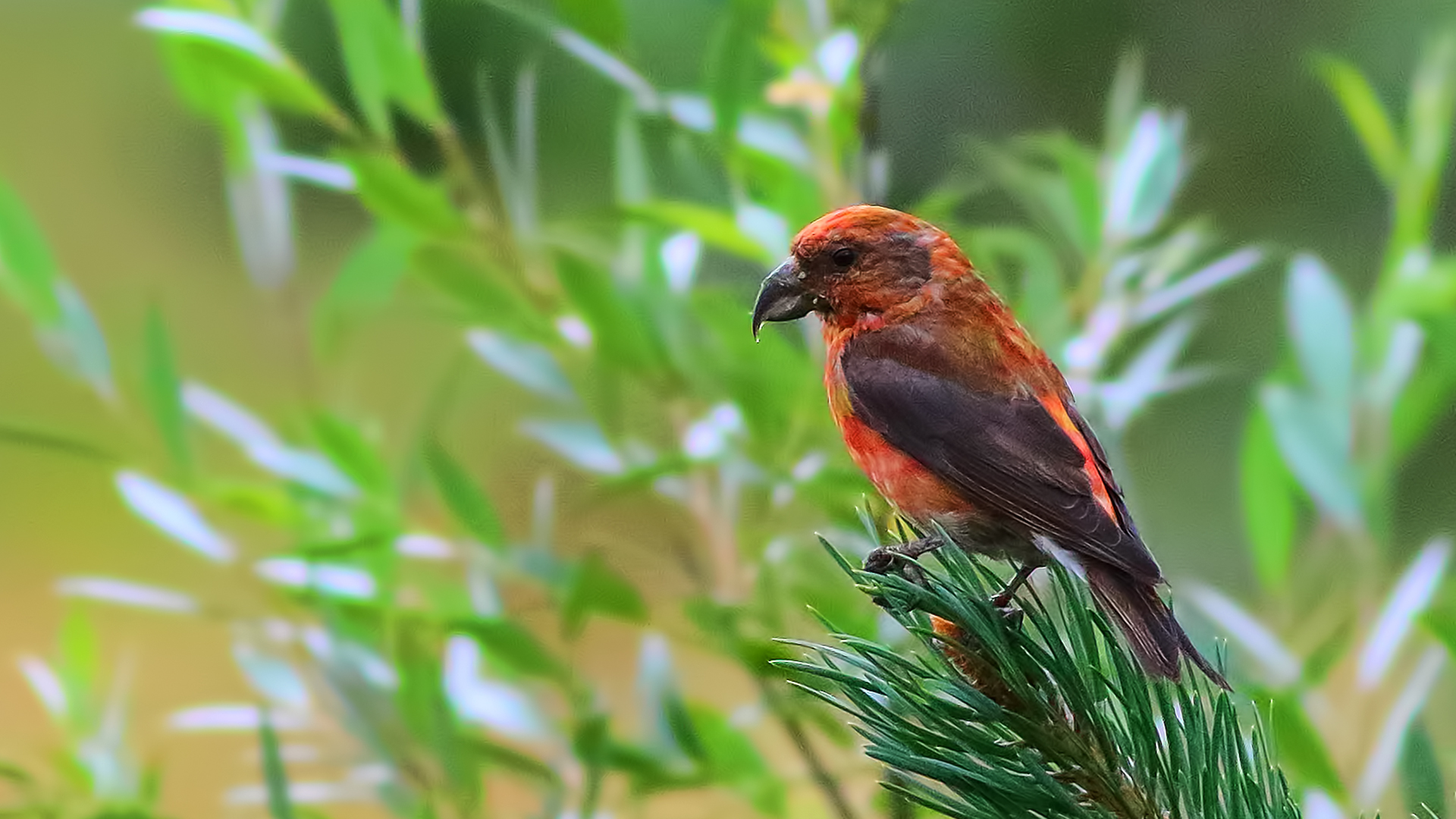 Red Crossbill