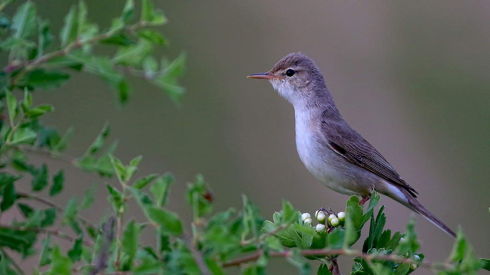 Upcher's Warbler