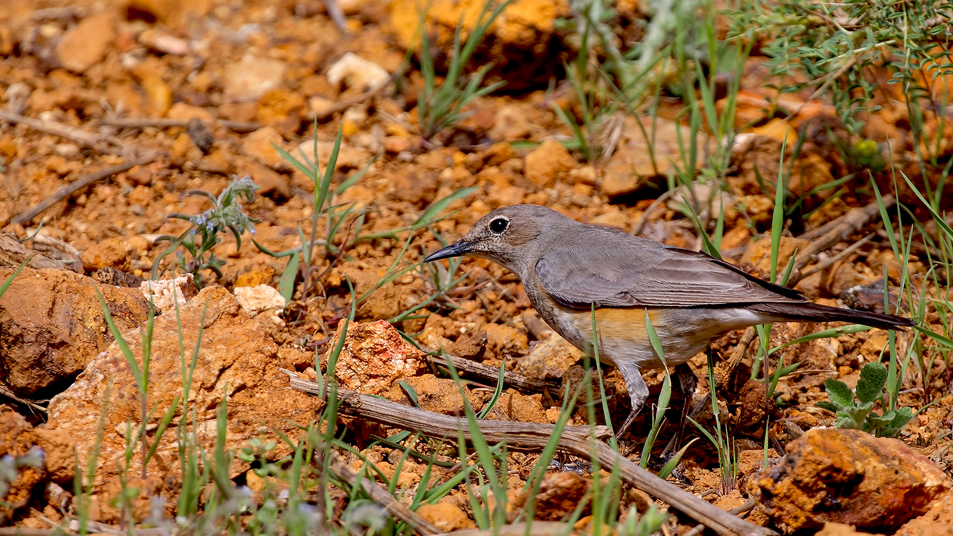 White-throated Robin