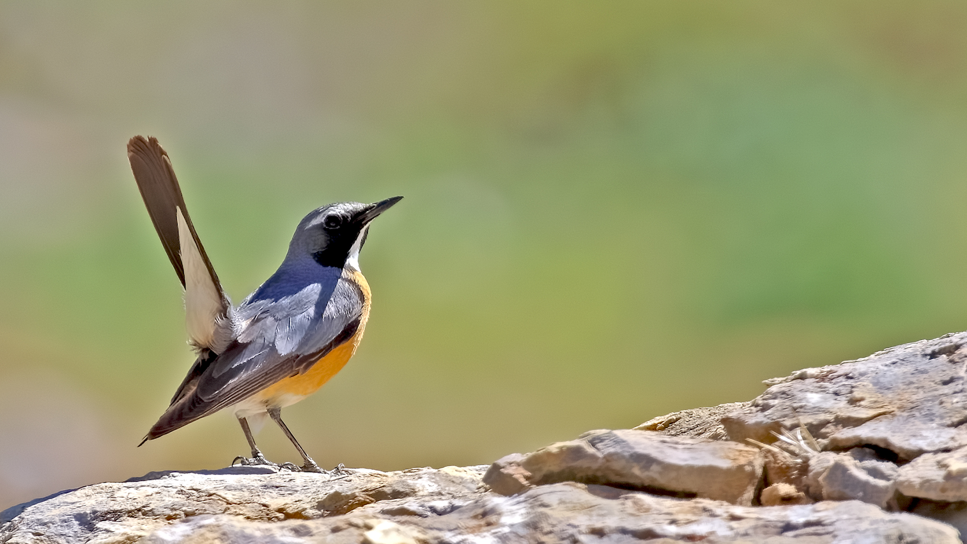 White-throated Robin