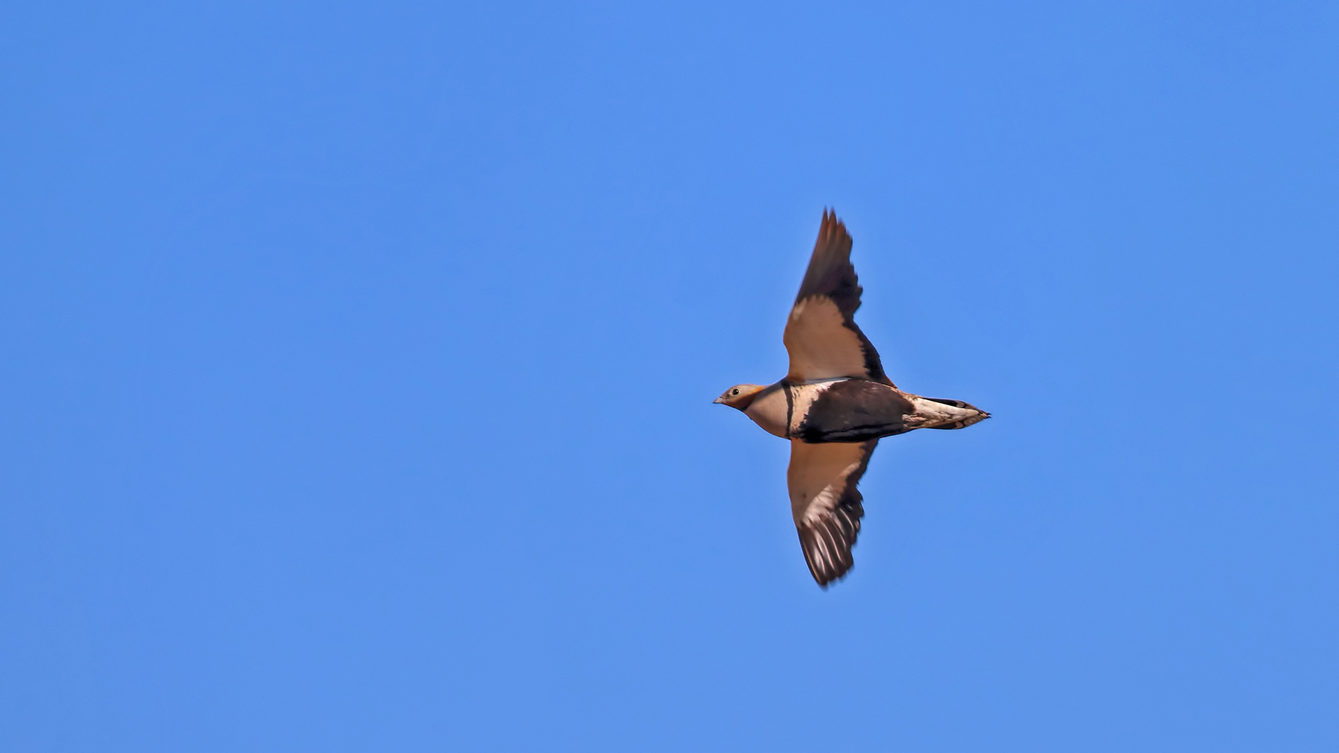 Black-bellied Sandgrouse