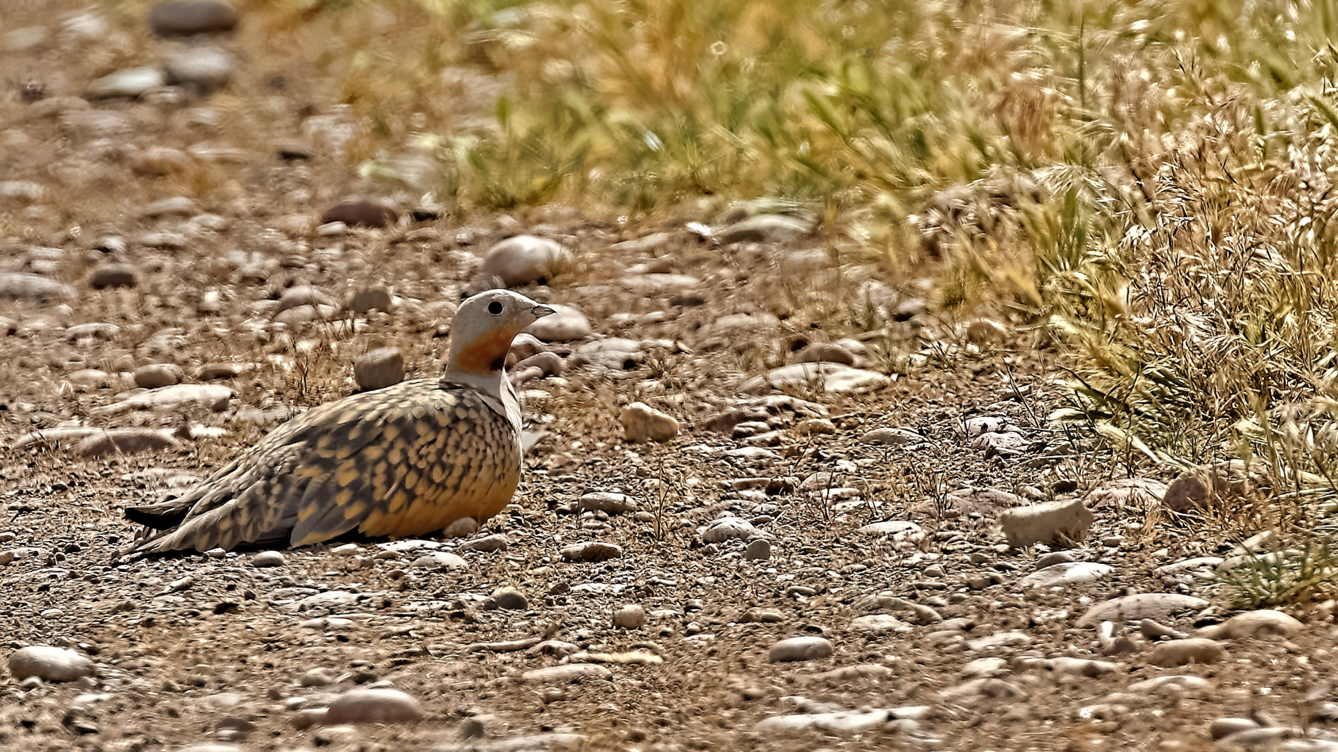 Black-bellied Sandgrouse