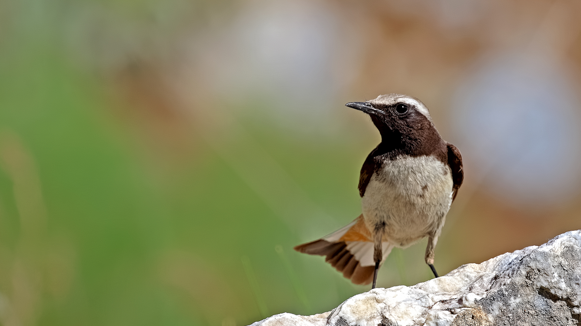 Kurdish Wheatear