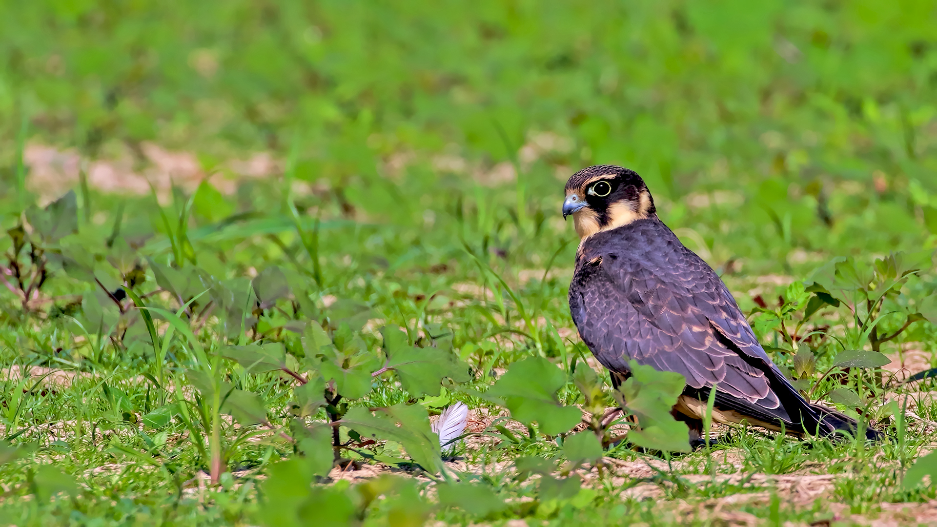 Eurasian Hobby