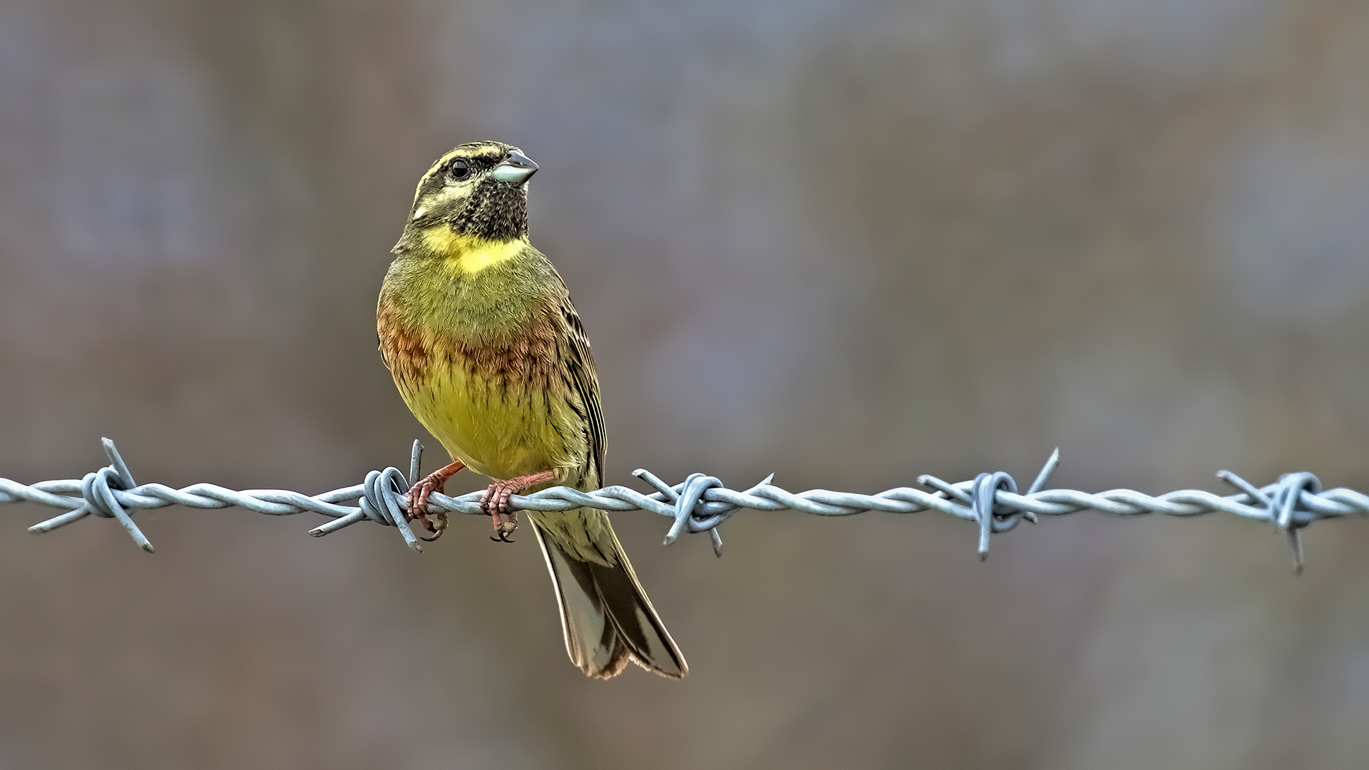 Cirl Bunting — Ana fotoğraf