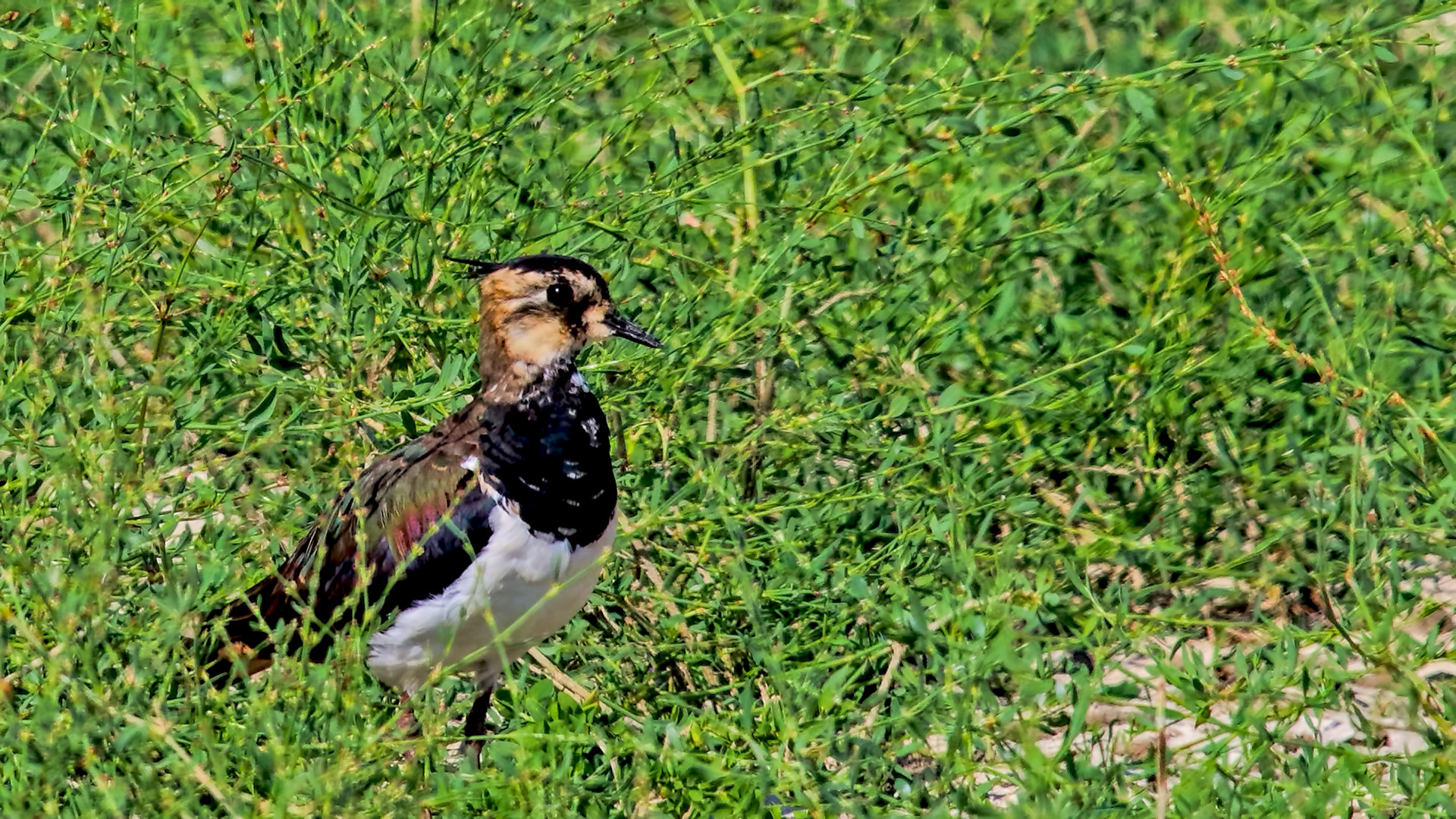 Northern Lapwing
